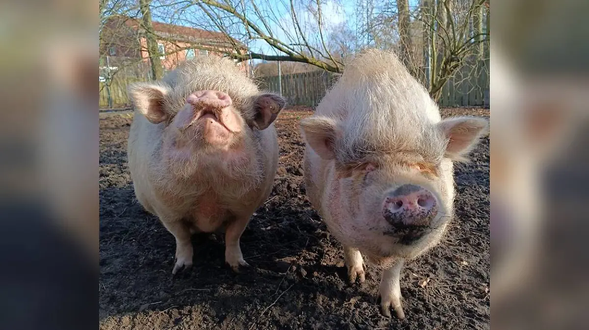 Jeweils über 50 Kilogramm wiegen die beiden Schweine-Damen.