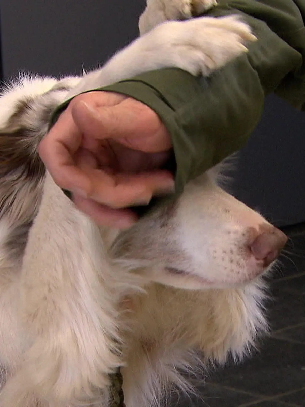 Bild zu: "Alles rund um den Hund"