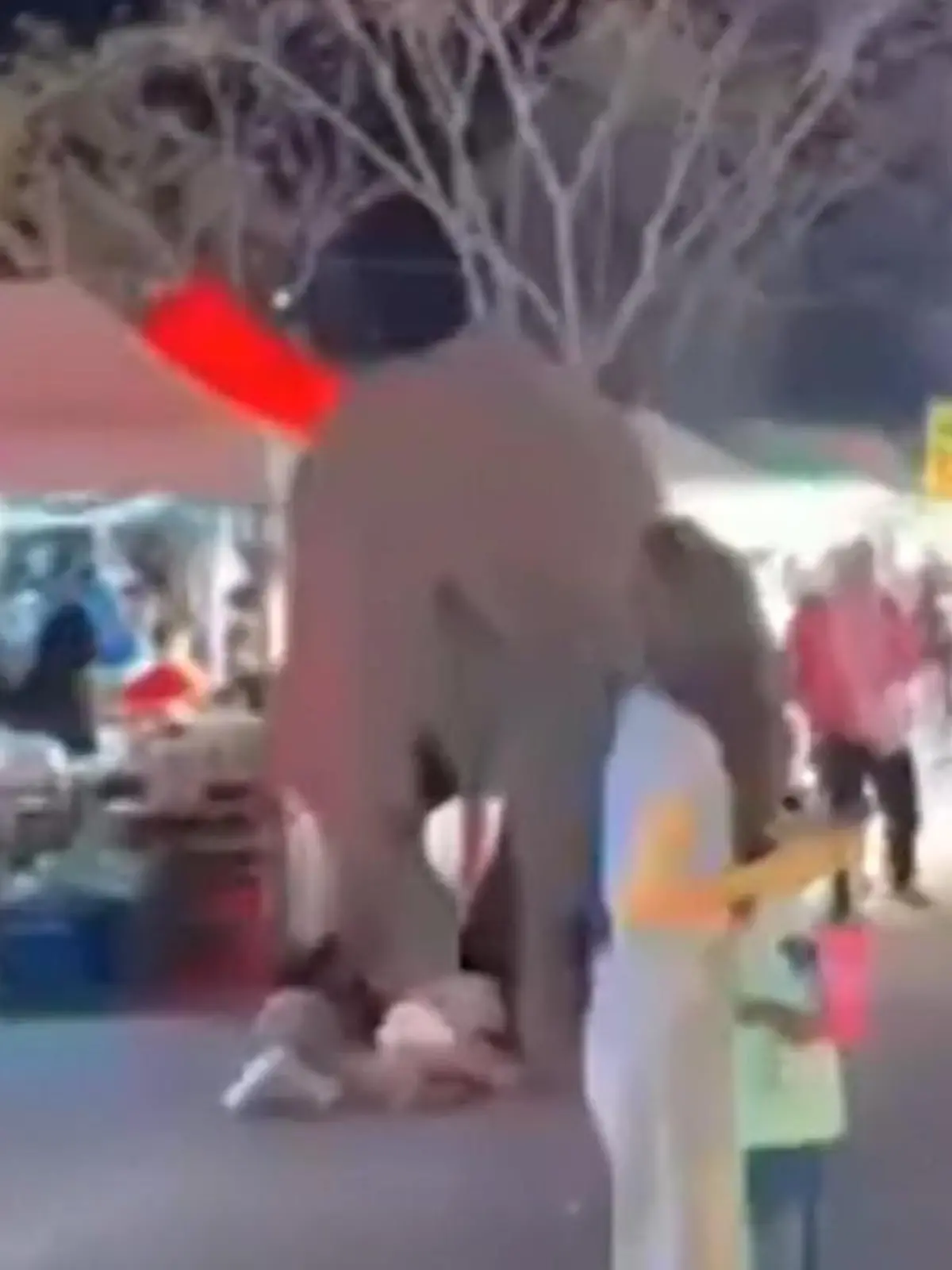Panik bei Feuerwerk – Elefant tobt durch Jahrmarktsbesucher