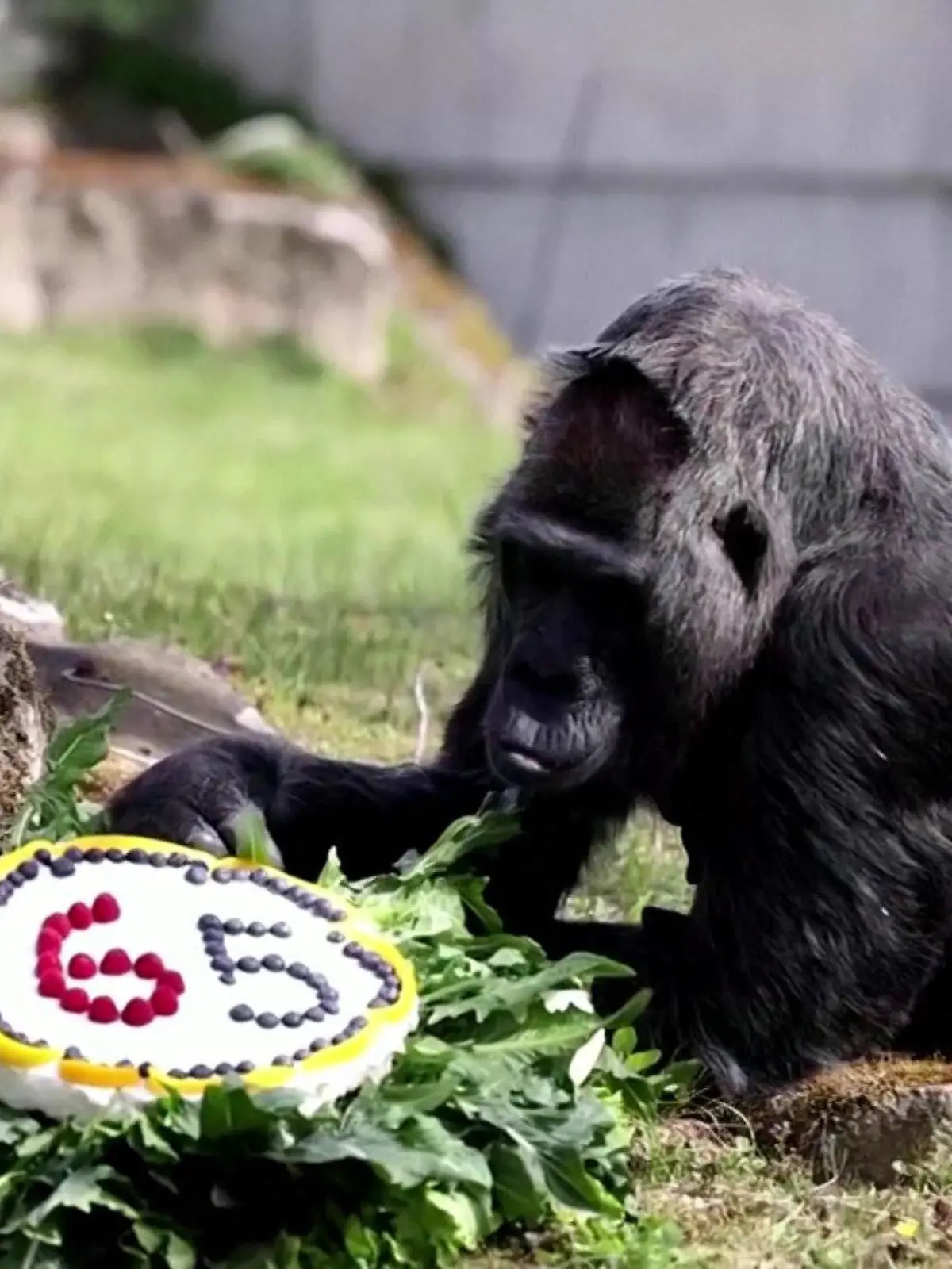 Gorilla sitzt vor einer Torte.