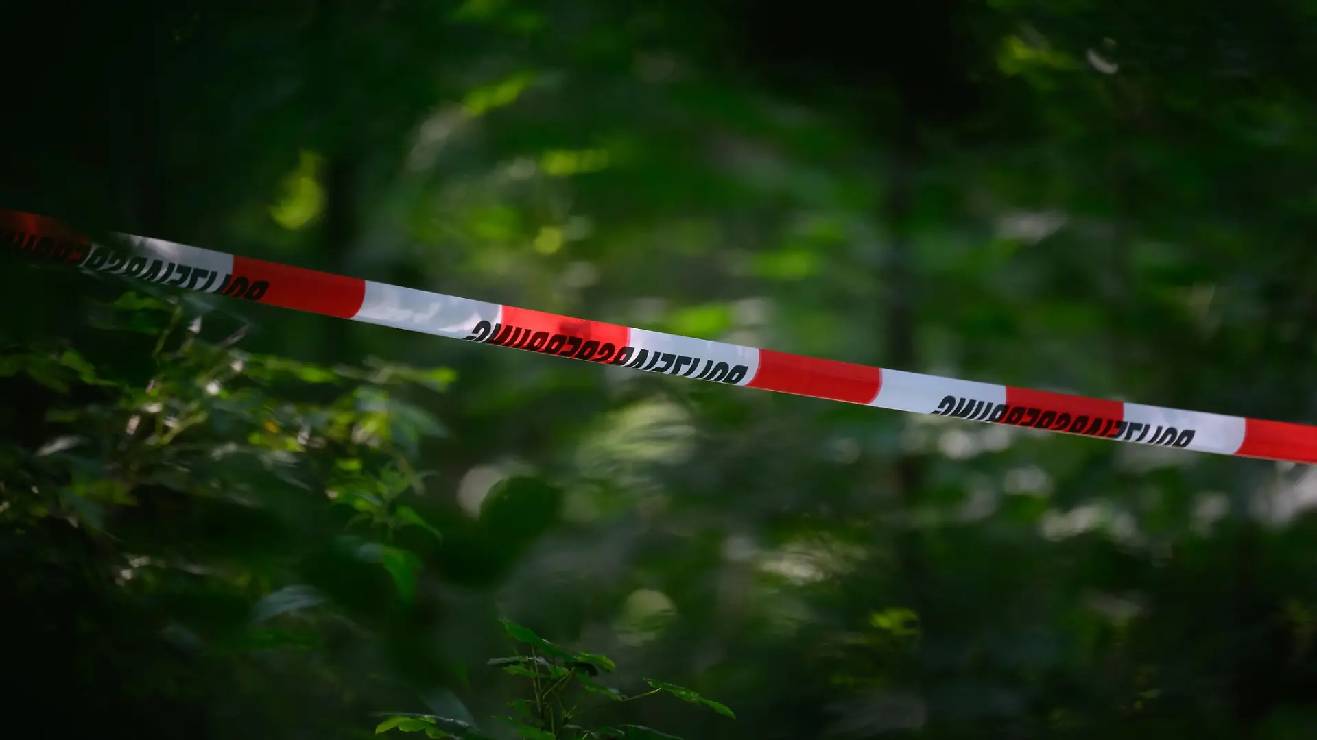 Wie der Schädel in den Wald gekommen ist, ist bislang unklar. (Symbolbild)