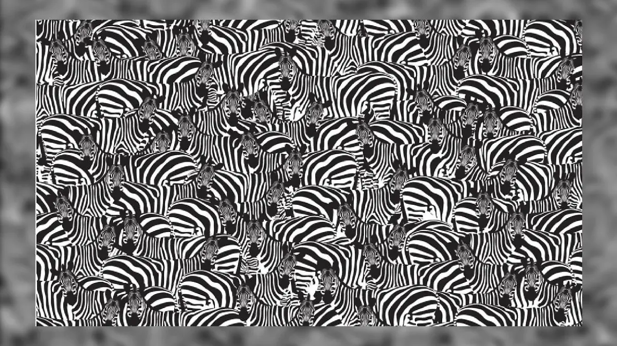 Suchbild Klavier zwischen Zebras