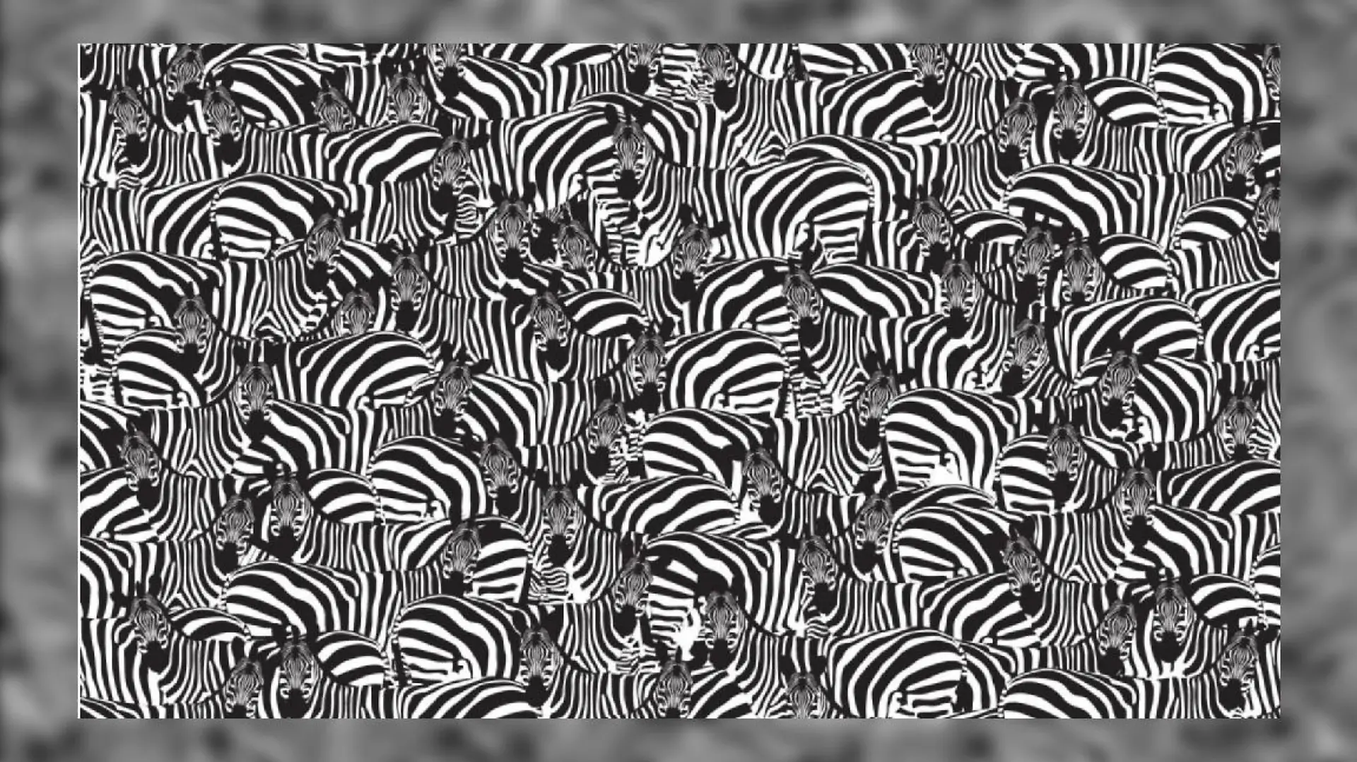 Suchbild Klavier zwischen Zebras