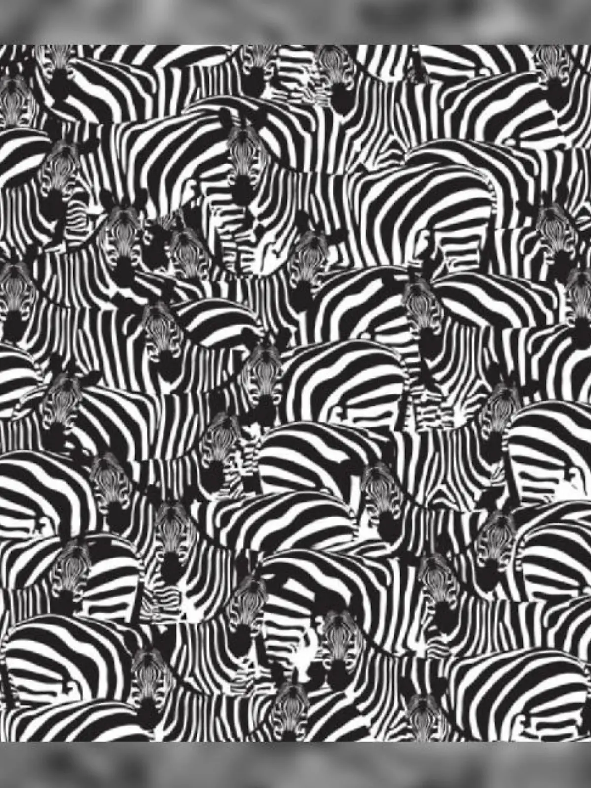 Suchbild Klavier zwischen Zebras