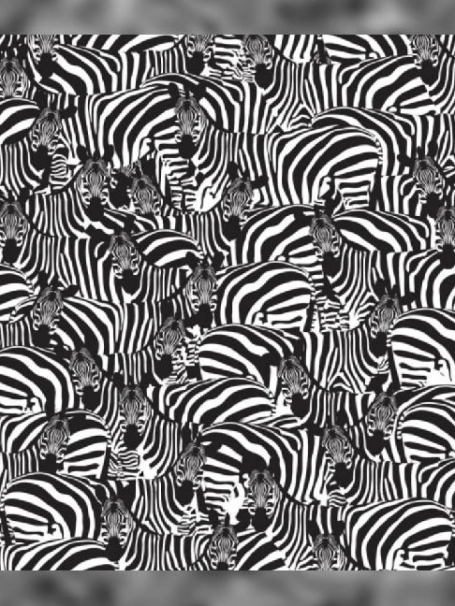 Suchbild Klavier zwischen Zebras