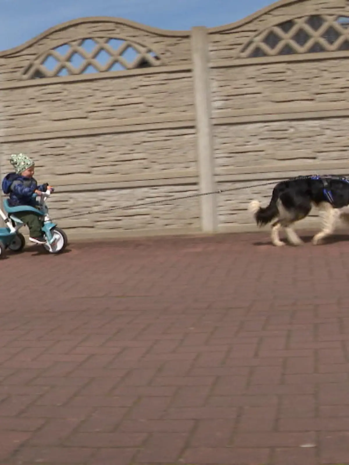 Bild zu: "Baby cruist mit Hund"