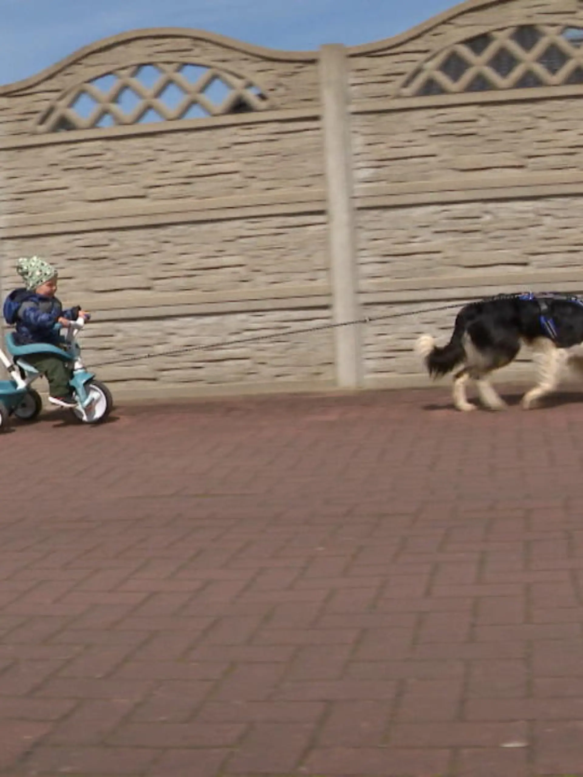 Bild zu: "Baby cruist mit Hund"