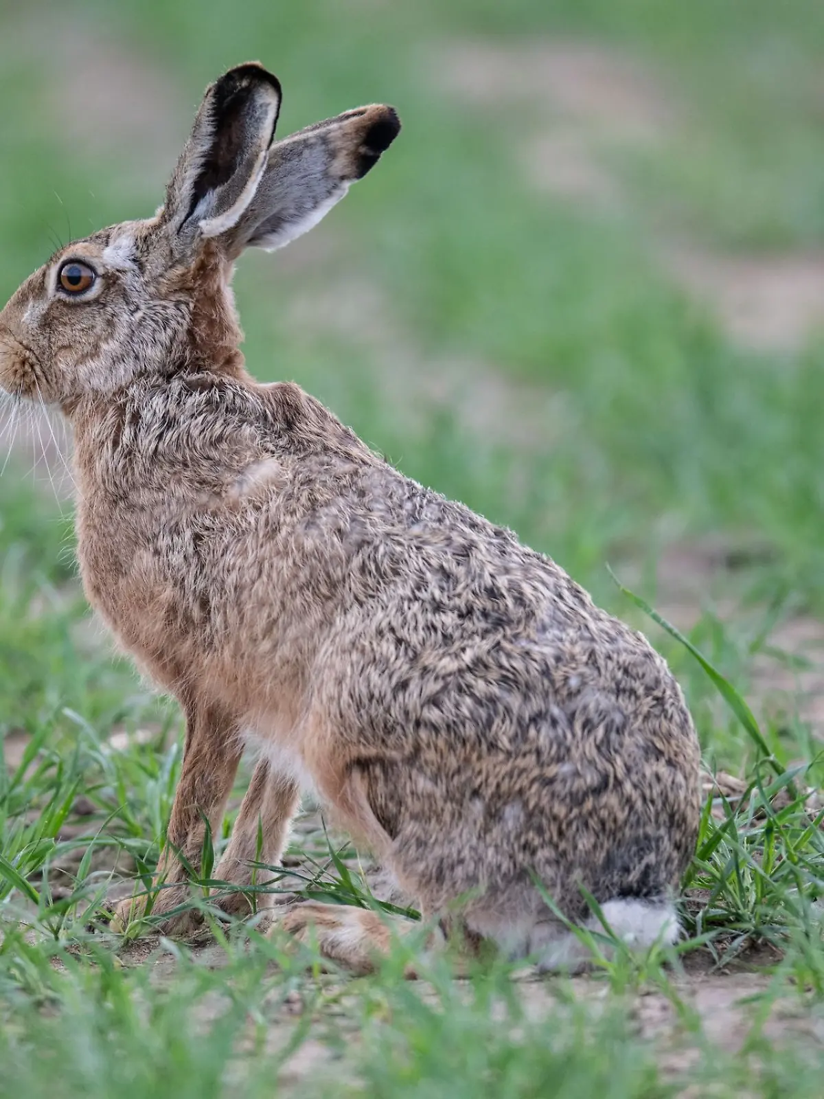 Bild zu: "Landkreis Gifhorn meldet Hasenpest-Fall"