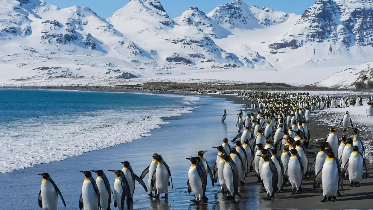 Pinguine auf Südgeorgien.
