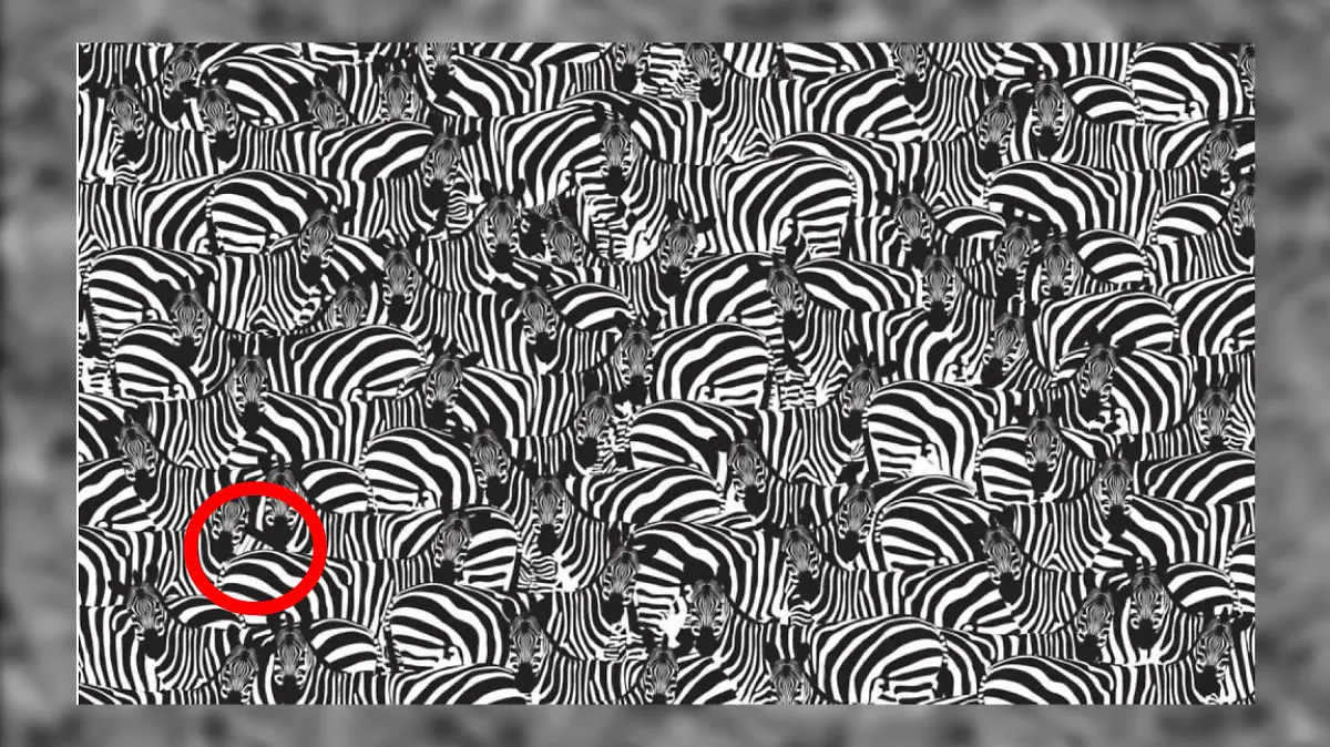 Auflösung Zebra-Suchbild