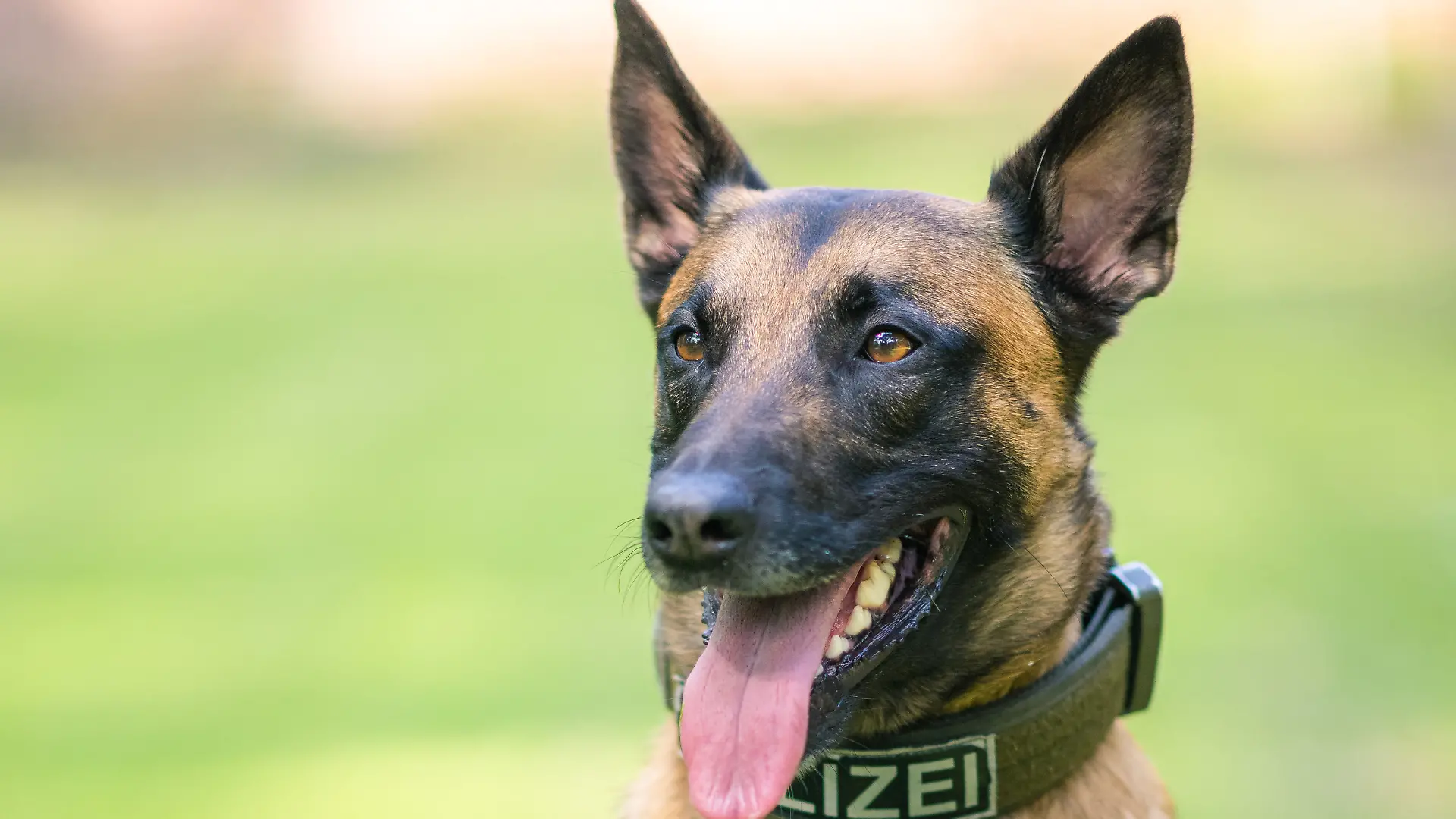 Polizeihündin wurde bei einem Unfall verletzt. (Symbolbild)