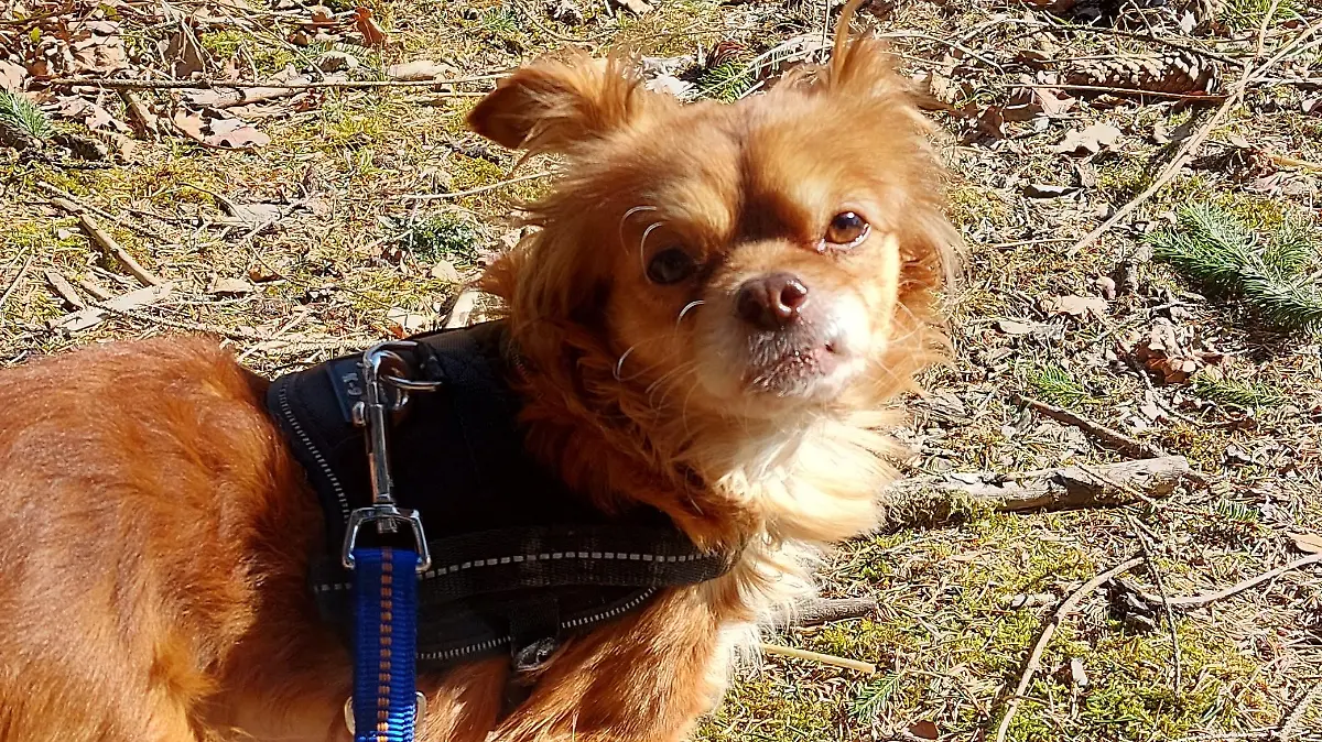 Wegen seiner schlimmen Vergangenheit ist der Hund noch sehr schreckhaft