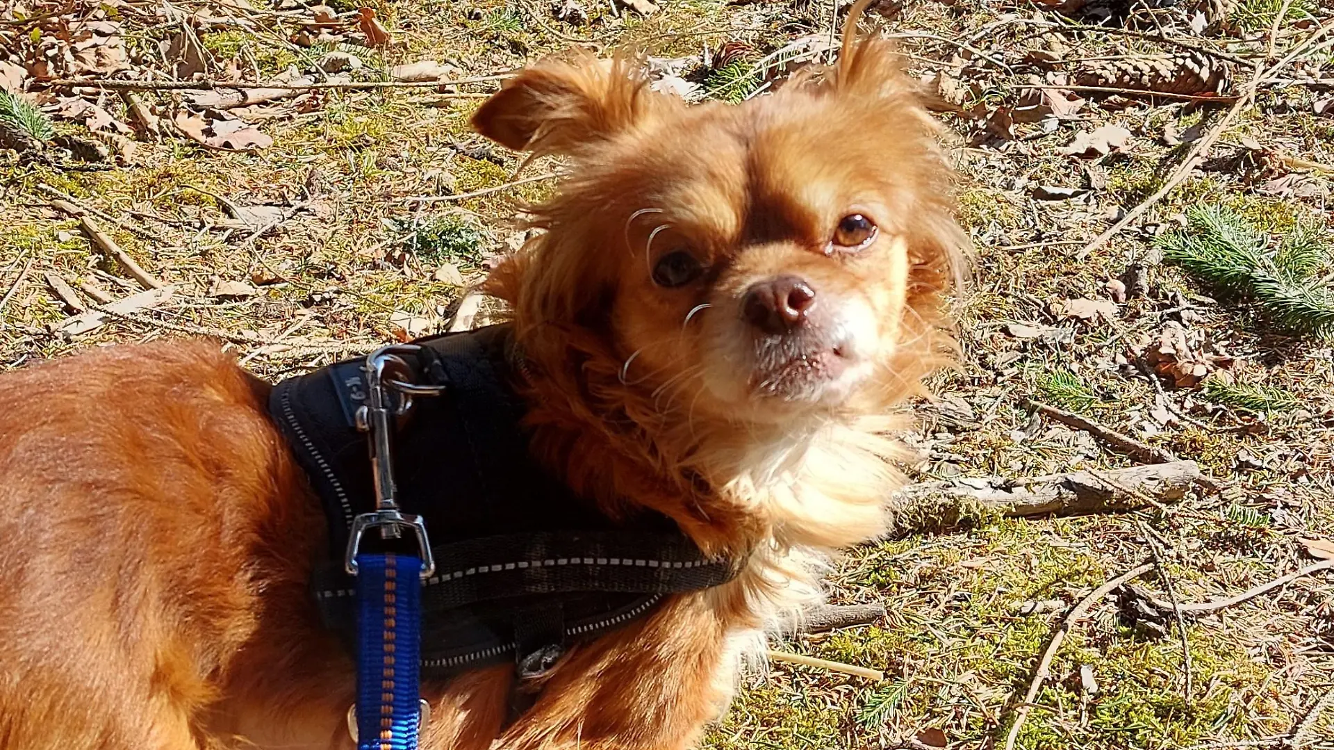 Wegen seiner schlimmen Vergangenheit ist der Hund noch sehr schreckhaft