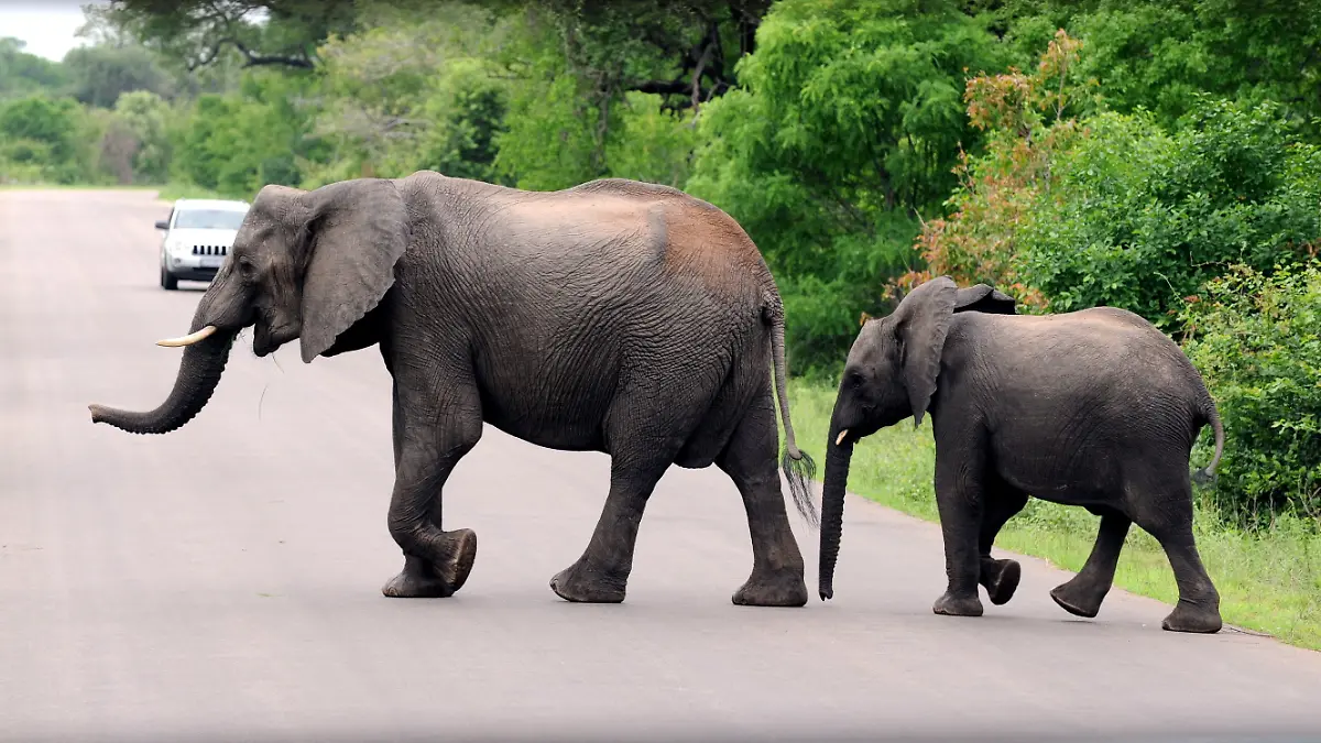 ARCHIV - 10.12.2009, Südafrika, Krüger-Park: Afrikanische Elefanten laufen im Kruger-Nationalpark in der Provinz Mpumalanga über eine asphaltierte Straße, im Hintergrund fährt ein Auto. (zu dpa „Deutscher Tourist bei Überfall im Kruger-Nationalpark getötet”) Foto: Bernd Weißbrod/dpa +++ dpa-Bildfunk +++
