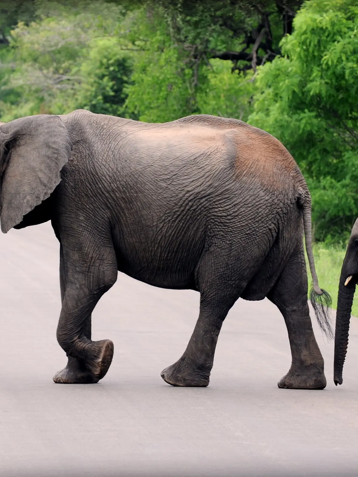 ARCHIV - 10.12.2009, Südafrika, Krüger-Park: Afrikanische Elefanten laufen im Kruger-Nationalpark in der Provinz Mpumalanga über eine asphaltierte Straße, im Hintergrund fährt ein Auto. (zu dpa „Deutscher Tourist bei Überfall im Kruger-Nationalpark getötet”) Foto: Bernd Weißbrod/dpa +++ dpa-Bildfunk +++