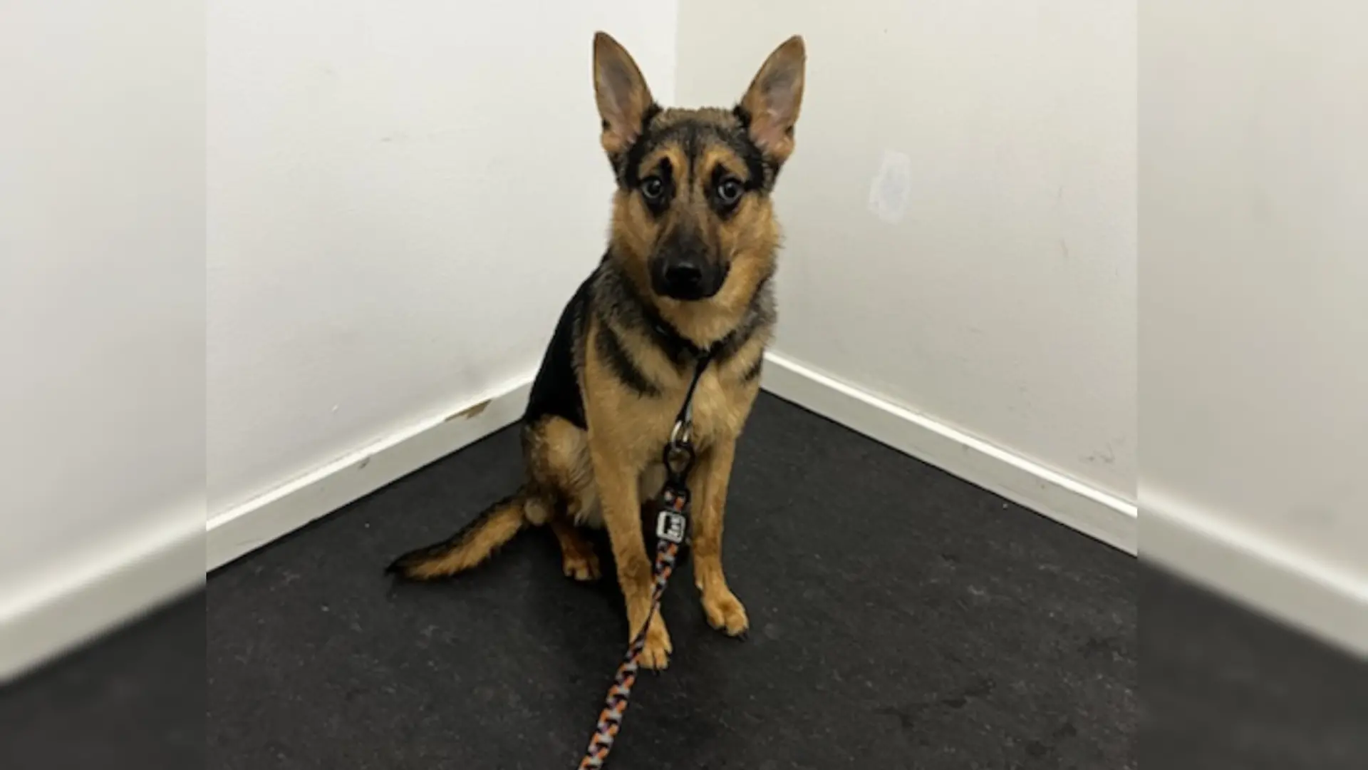 Schäferhund guckt goldig in die Kamera