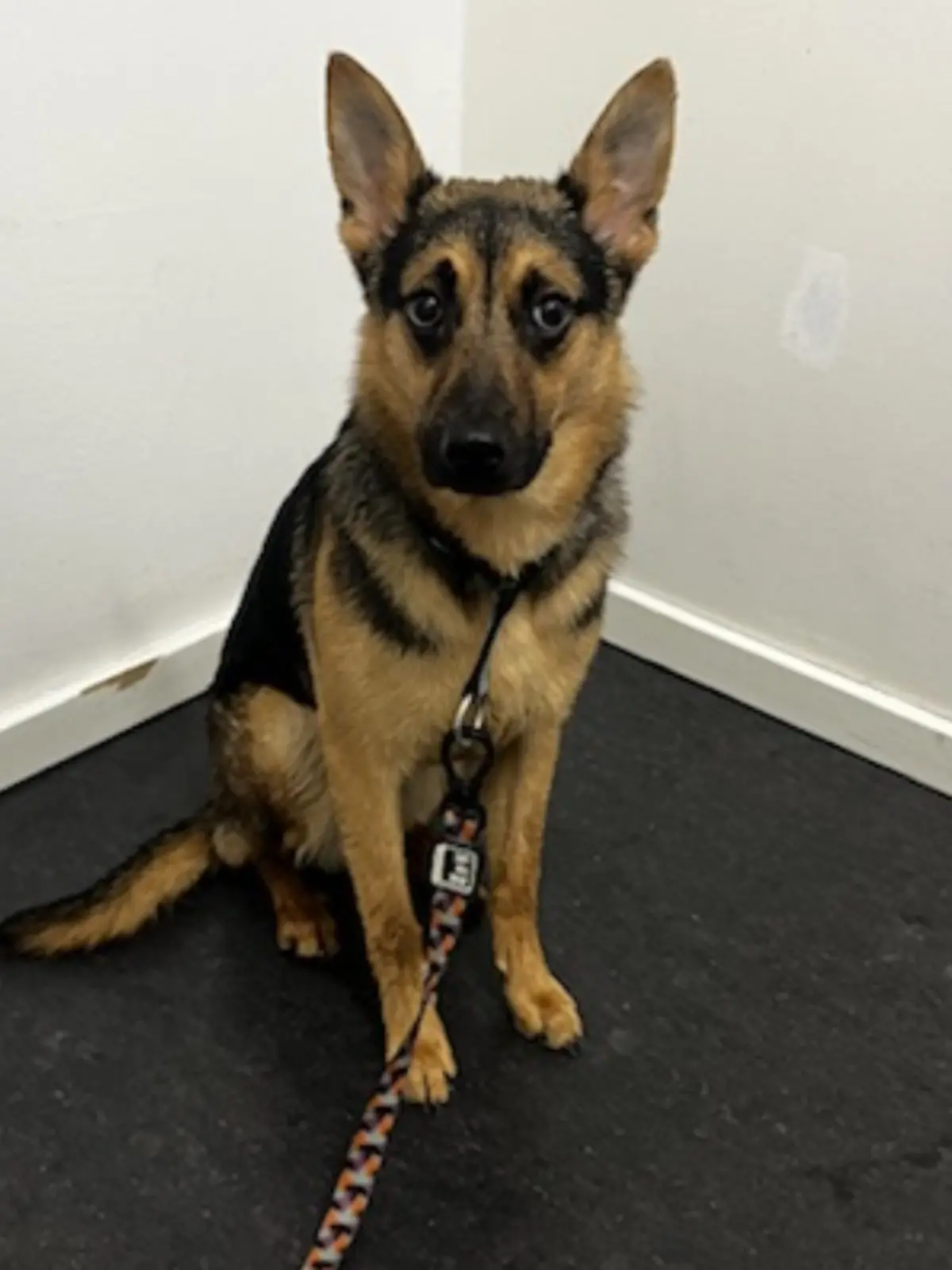 Schäferhund guckt goldig in die Kamera