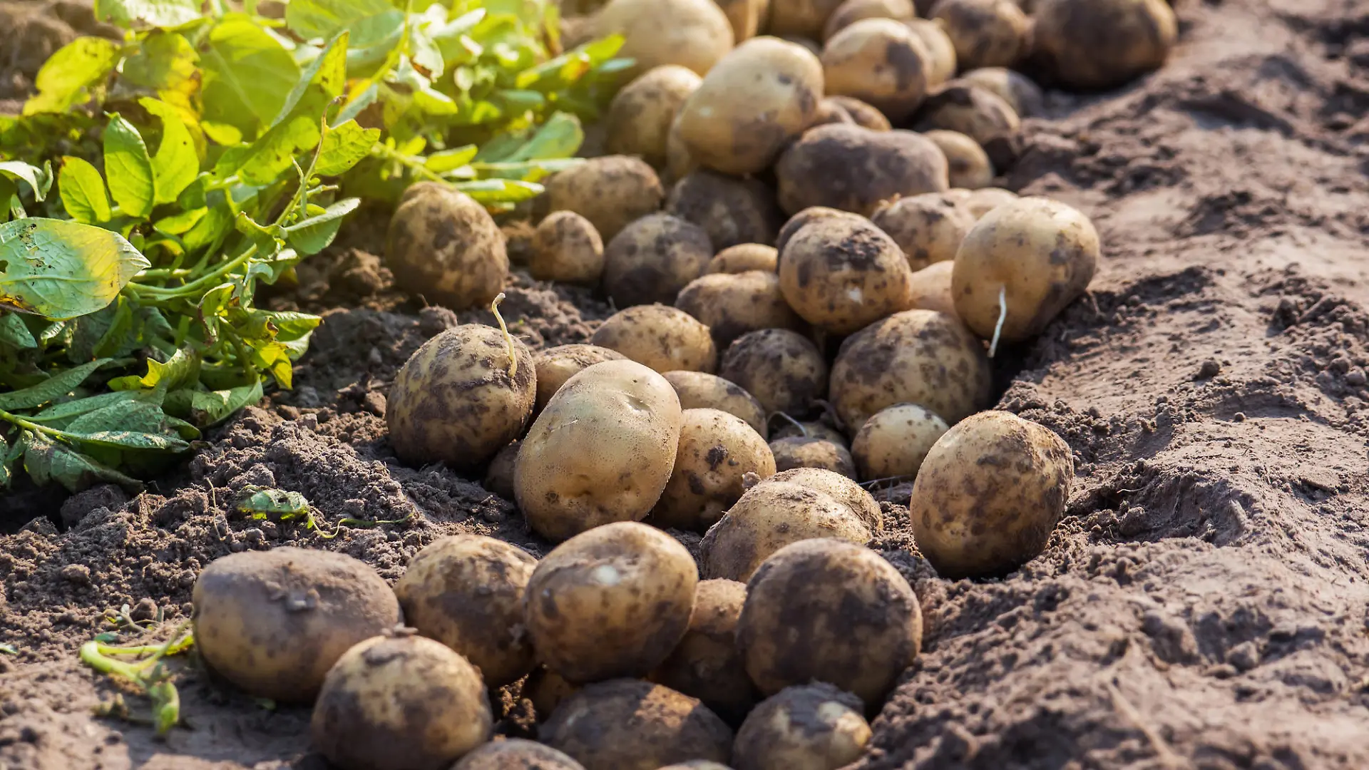 fresh potatoes in field.