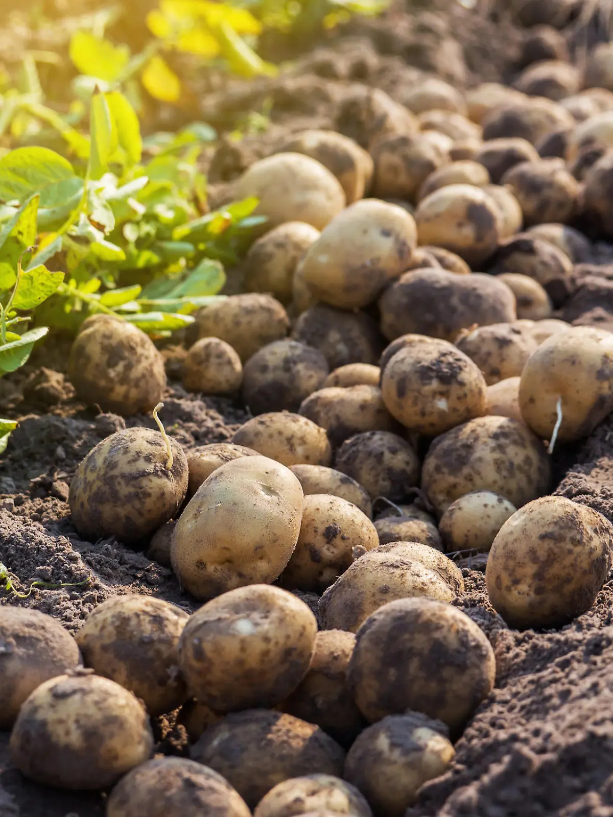 fresh potatoes in field.