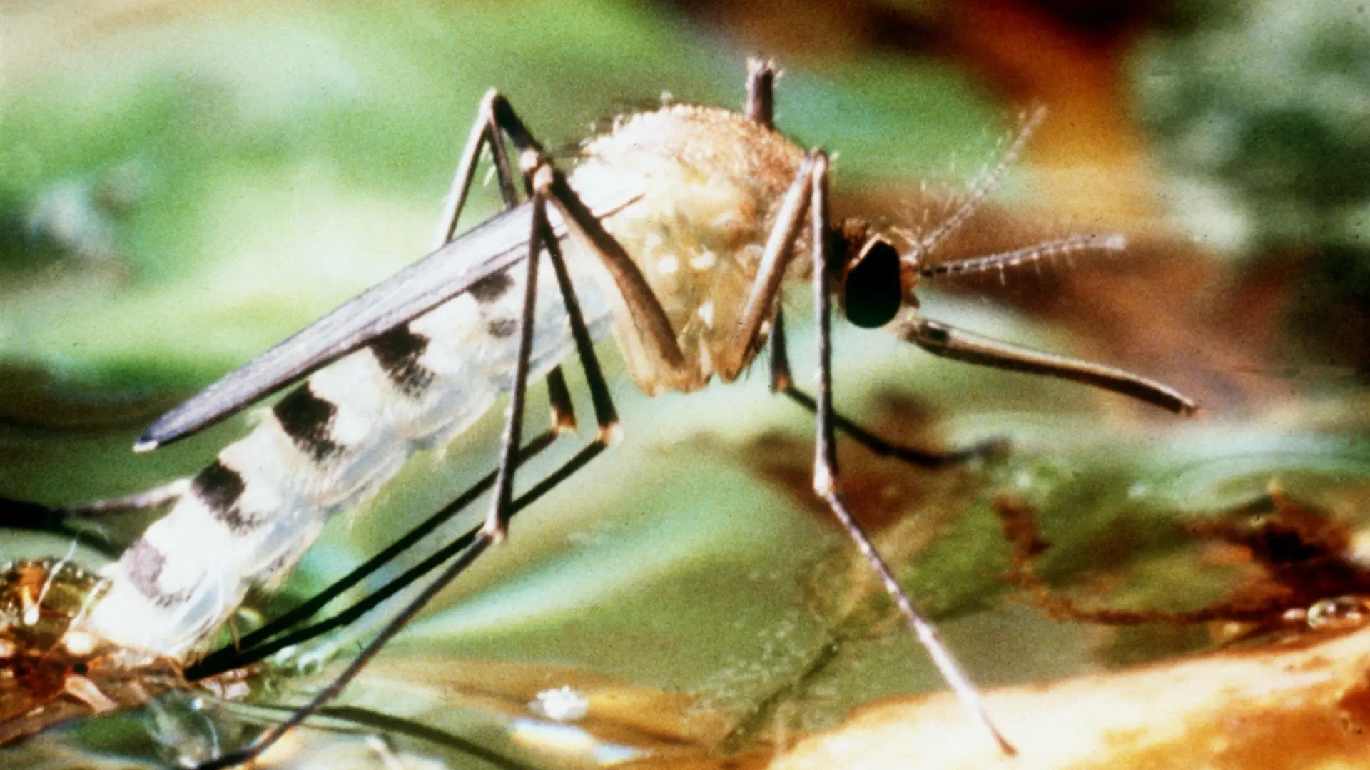 ARCHIV - Undatiertes Archivfoto einer Tigermücke, die zu den Überträgern des Dengue-Fiebers zählt. Die aus Asien stammende aggressive Mücke sticht auch tagsüber und breitet sich inzwischen in Nordamerika und Europa aus. Wer auf Insektengift allergisch ist, den nerven Steckmücken nicht nur, sie bedrohen seine Gesundheit. Foto: Stephan Jansen dpa (zu dpa 0362 vom 17.08.2012) +++(c) dpa - Bildfunk+++