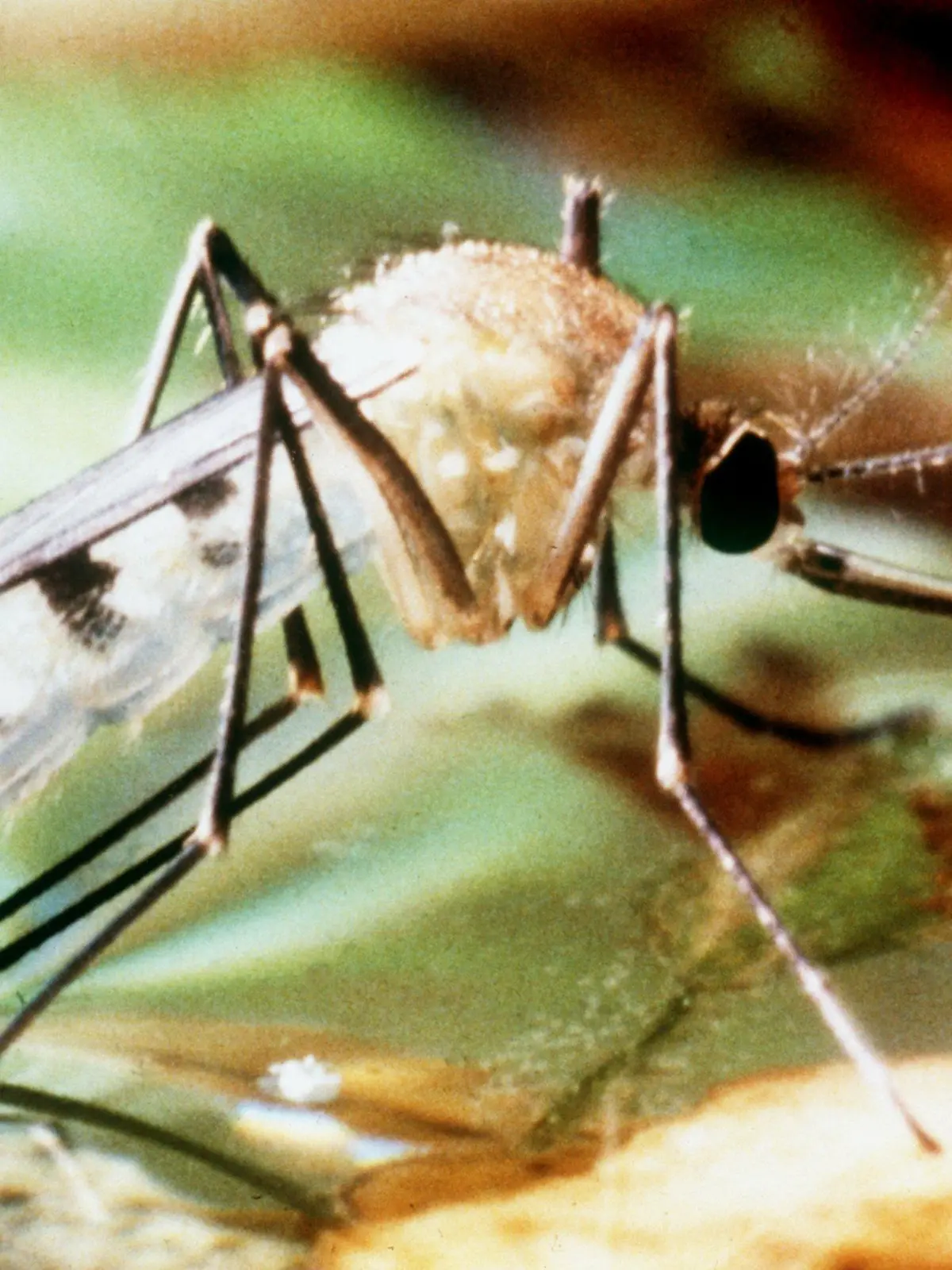 ARCHIV - Undatiertes Archivfoto einer Tigermücke, die zu den Überträgern des Dengue-Fiebers zählt. Die aus Asien stammende aggressive Mücke sticht auch tagsüber und breitet sich inzwischen in Nordamerika und Europa aus. Wer auf Insektengift allergisch ist, den nerven Steckmücken nicht nur, sie bedrohen seine Gesundheit. Foto: Stephan Jansen dpa (zu dpa 0362 vom 17.08.2012)  +++(c) dpa - Bildfunk+++