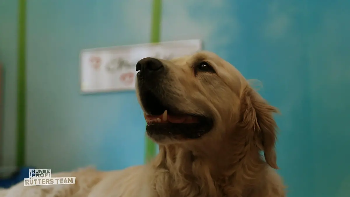 Martin Rütter schlägt Alarm bei Golden Retriever Charly Therapie-Hund