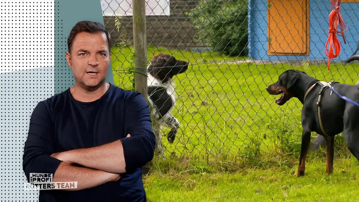 Warum Akosch beim Damenbesuch eiskalt bleibt Korb für die Lady