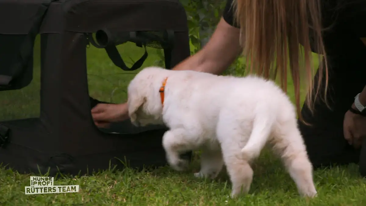 Werden sich Seven und Charlie verstehen? Erstes Training mit Seven