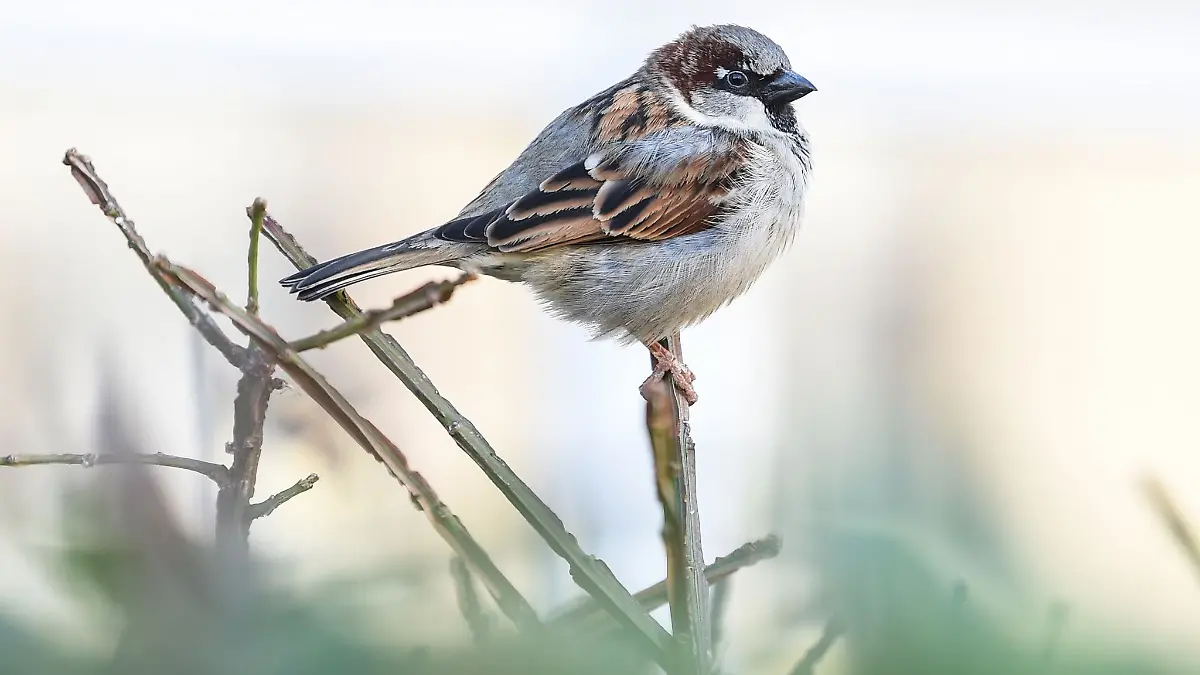 Der Haussperling ist zwar immer noch der meist gesichtete Singvogel in Niedersachsen, aber sein Bestand ist im Vorjahresvergleich um 13 Prozent zurückgegangen. (Archivbild)