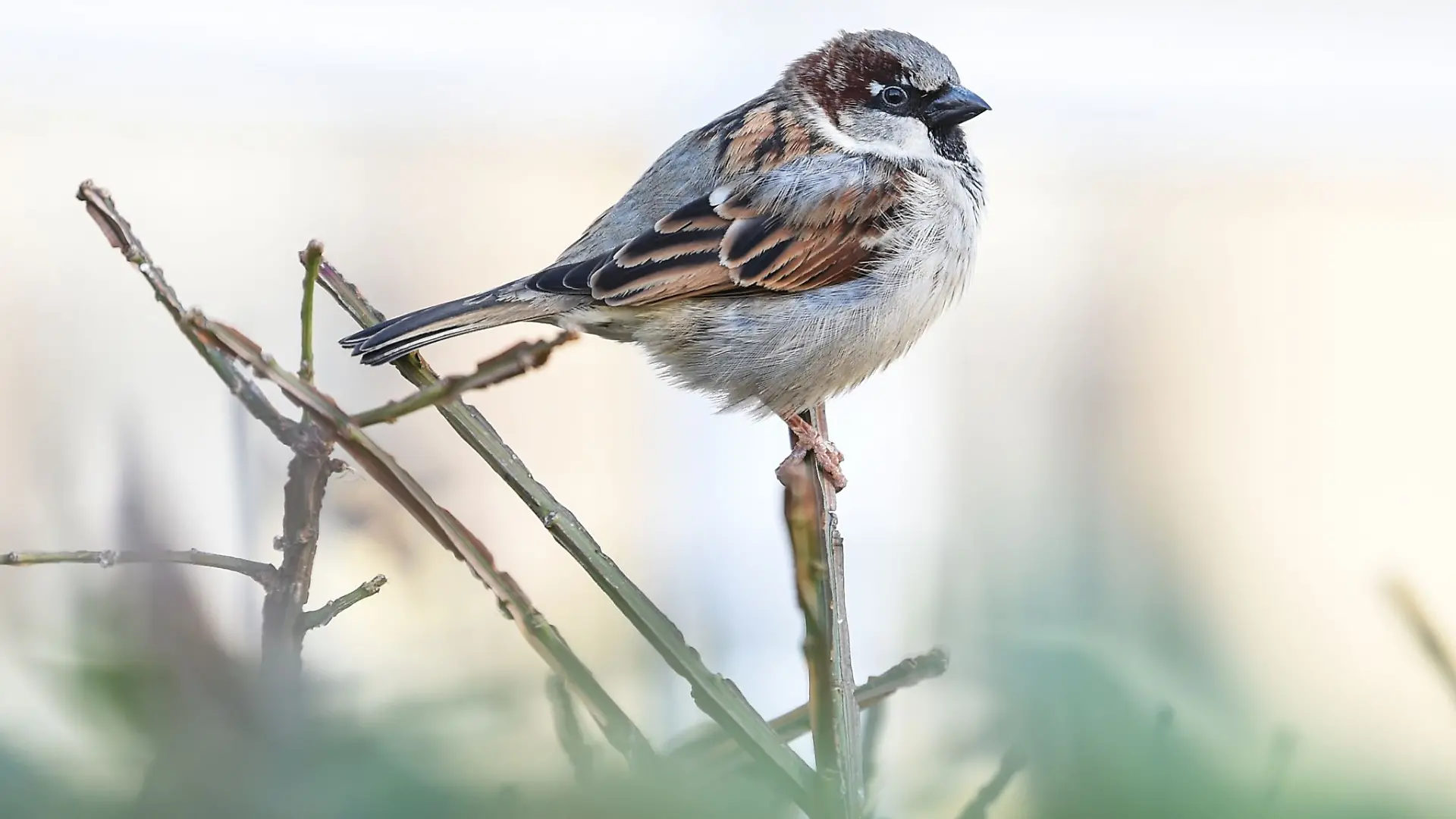 Der Haussperling ist zwar immer noch der meist gesichtete Singvogel in Niedersachsen, aber sein Bestand ist im Vorjahresvergleich um 13 Prozent zurückgegangen. (Archivbild)