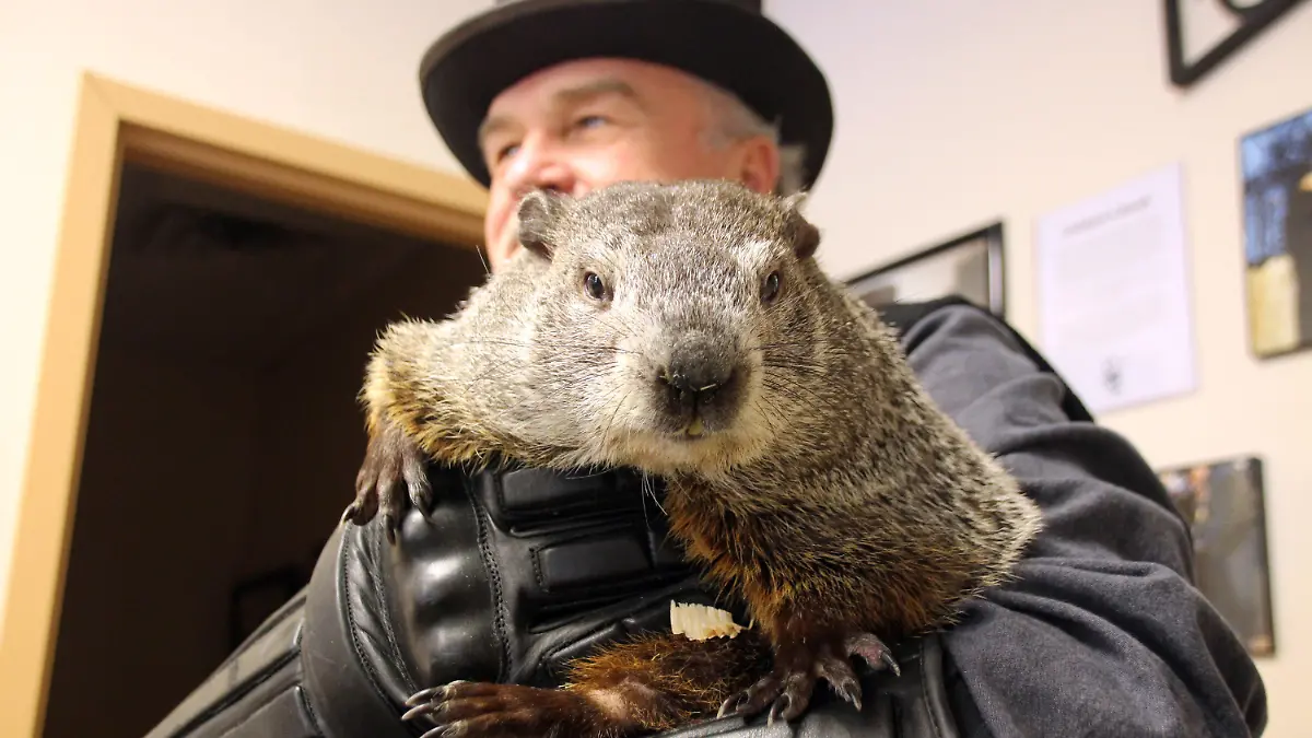 dpatopbilder - 19.01.2020, USA, Punxsutawney: Murmeltier Phil auf dem Arm von seinem Herrchen John Griffiths. In einem Waldstück in der Nähe von Punxsutawney gibt das Murmeltier jedes Jahr im Februar eine Prognose über den weiteren Verlauf des Winters ab. Die Kleinstadt gilt dank des erfolgreichen Hollywood-Films «Und täglich grüßt das Murmeltier», der dort spielt, als Heimat der Murmeltiere. (zu dpa "«Murmeltier-Tag»: Und jährlich grüßt Phil aus Punxsutawney") Foto: Christina Horsten/dpa +++ dpa-Bildfunk +++