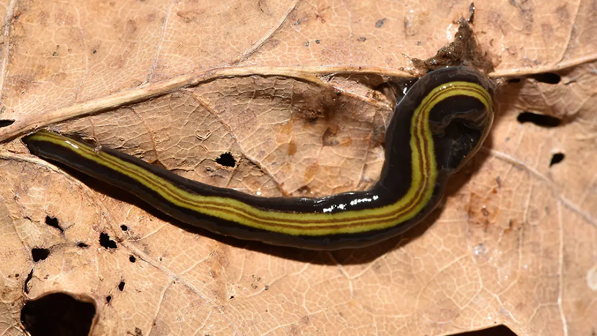 Strudelwurm