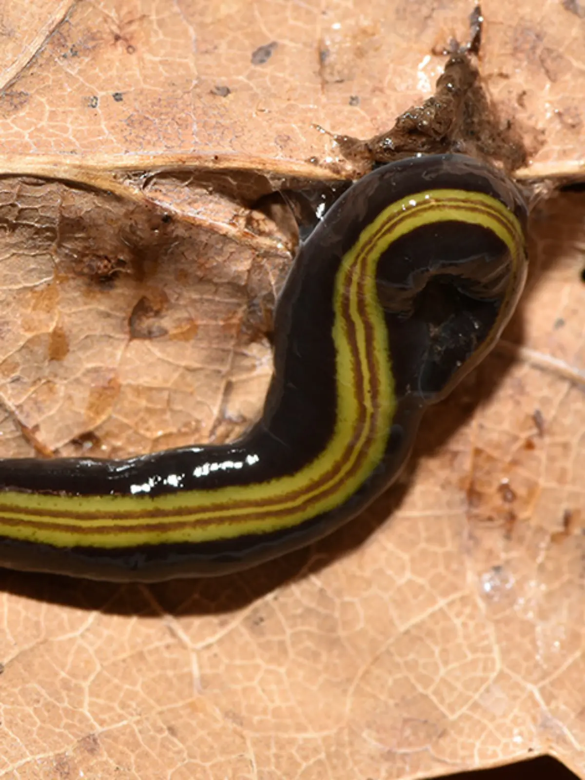 Strudelwurm