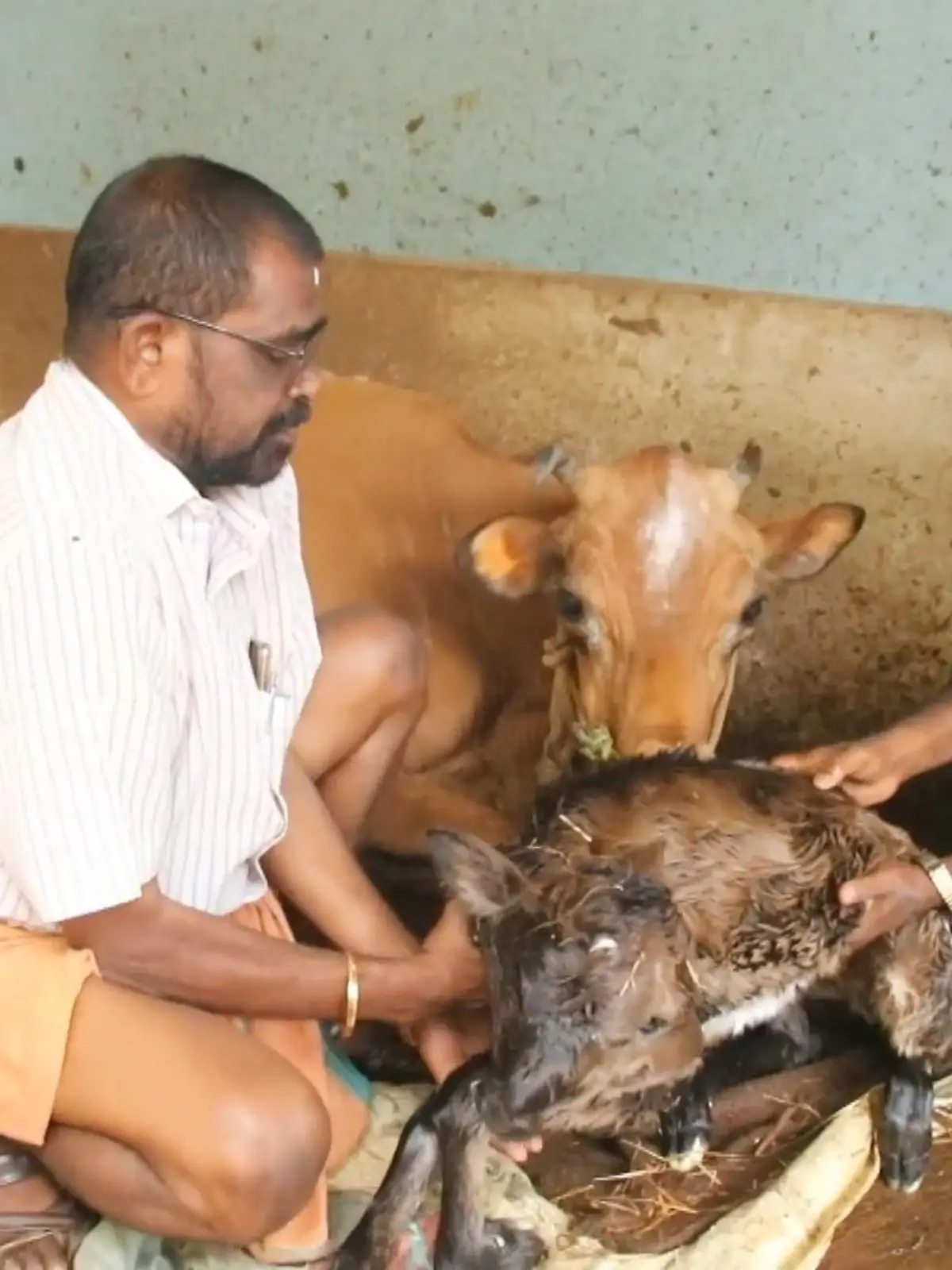 Nein, hierbei handelt es sich nicht um eine Optische Täuschung, sondern ein echtes Tier. Und Sie sehen richtig: Das kleine Kalb hat tatsächlich zwei Köpfe. Es ist vor kurzem mit Dizephalie in Indien zur Welt gekommen.