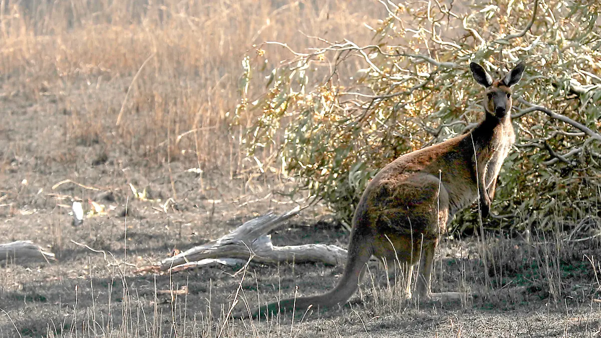 Känguru-Attacke vor der Haustür: Australier schwer verletzt
