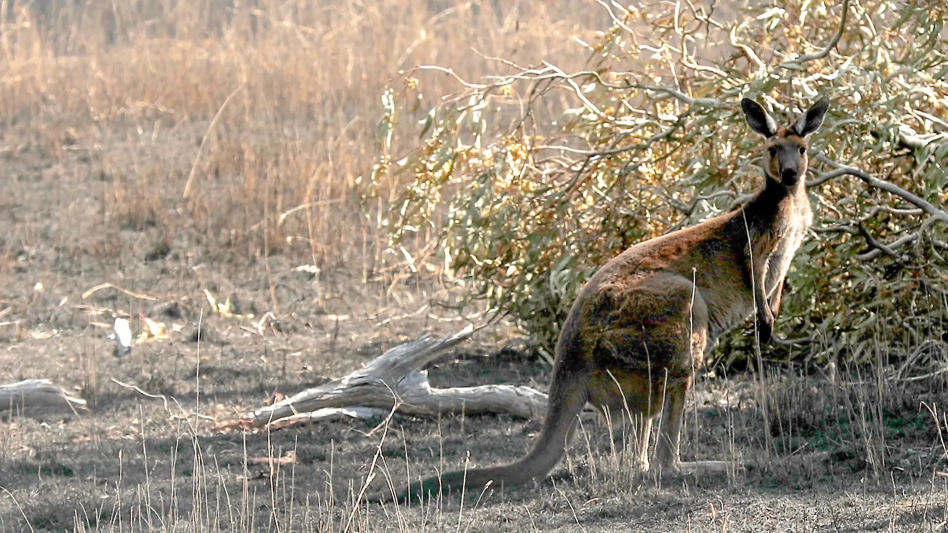 Känguru-Attacke vor der Haustür: Australier schwer verletzt