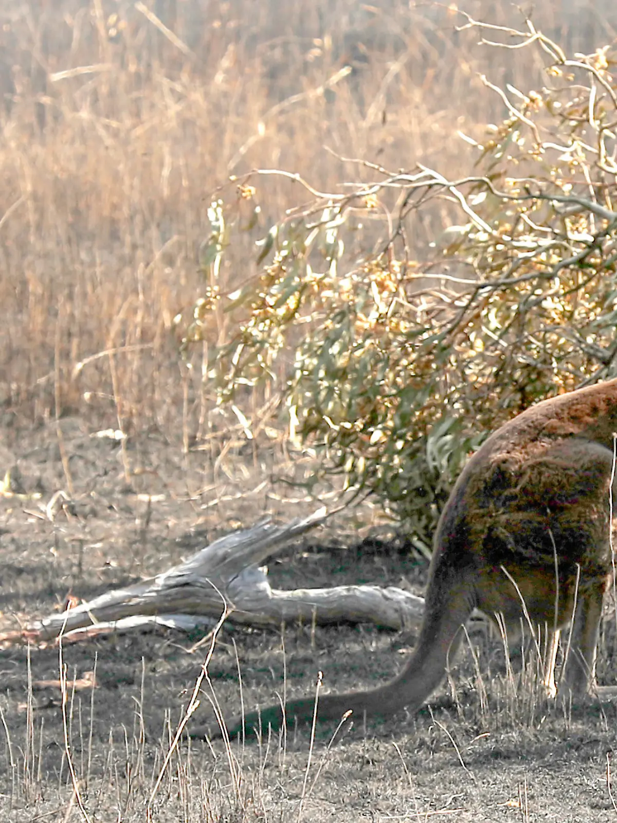 Känguru-Attacke vor der Haustür: Australier schwer verletzt