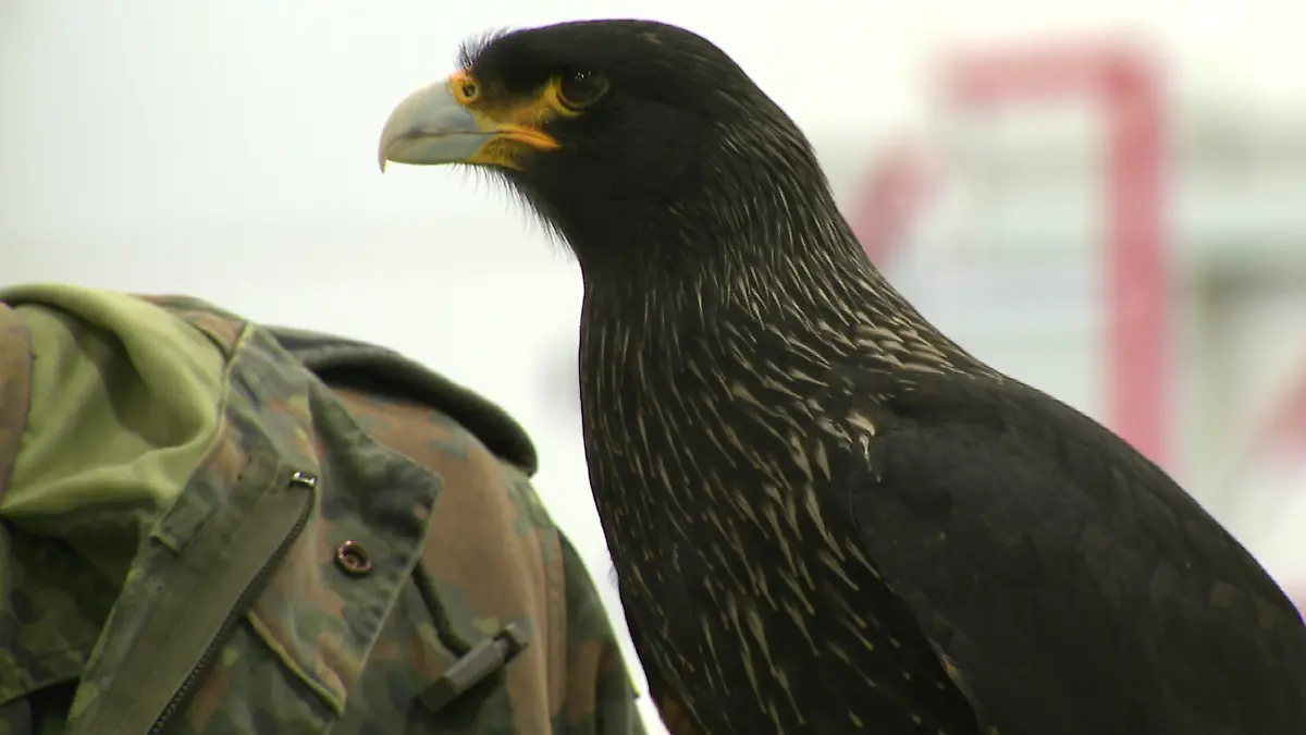 Ein Greifvogel.