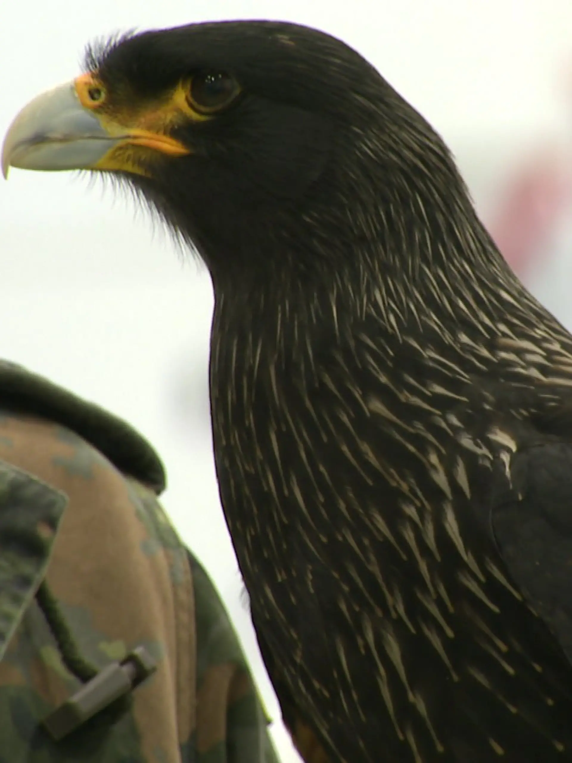 Ein Greifvogel.