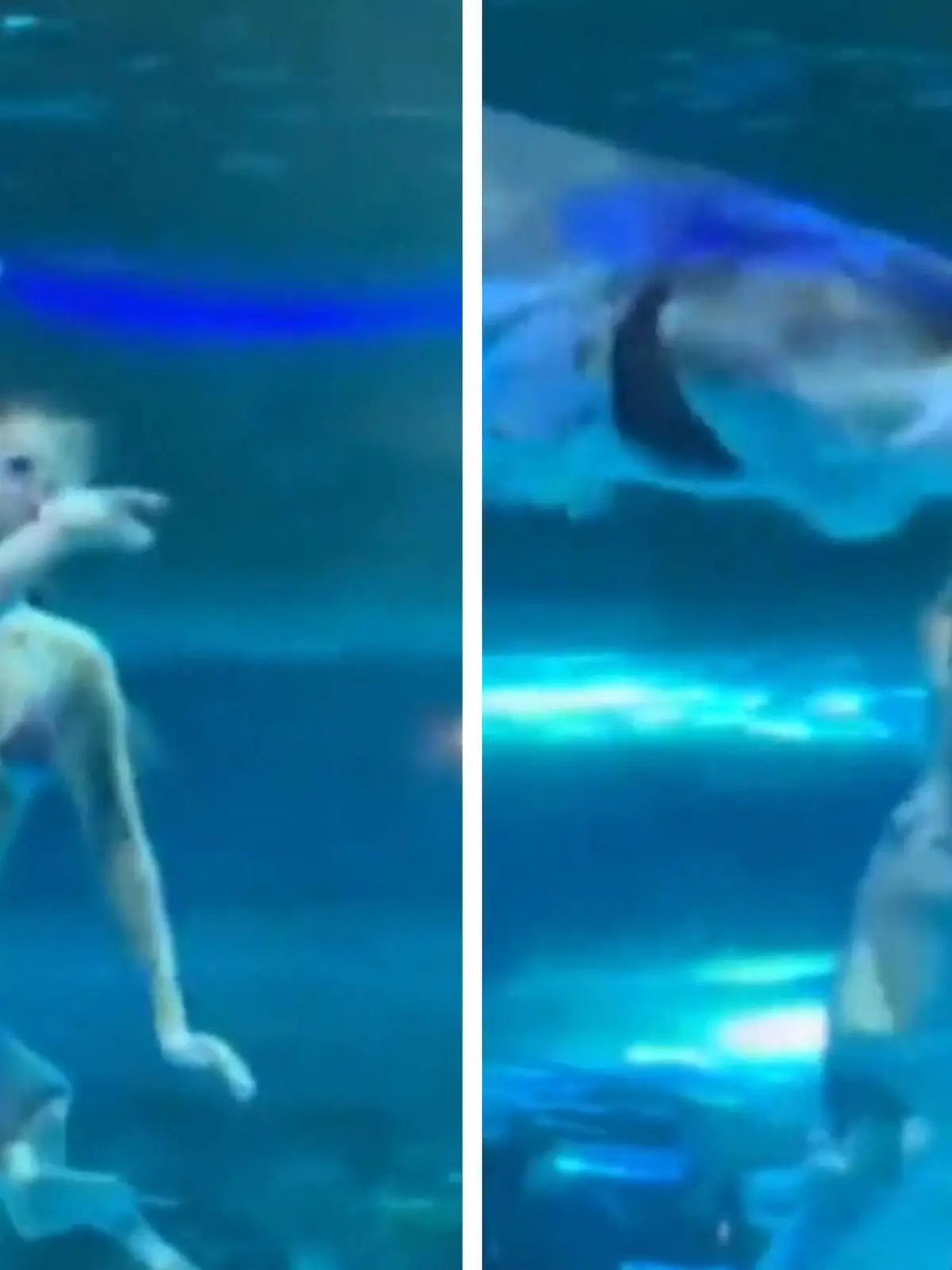 Bild zu: "Raubfisch beißt Meerjungfrau in Kopf – Kinder müssen Unglück mitansehen!"
