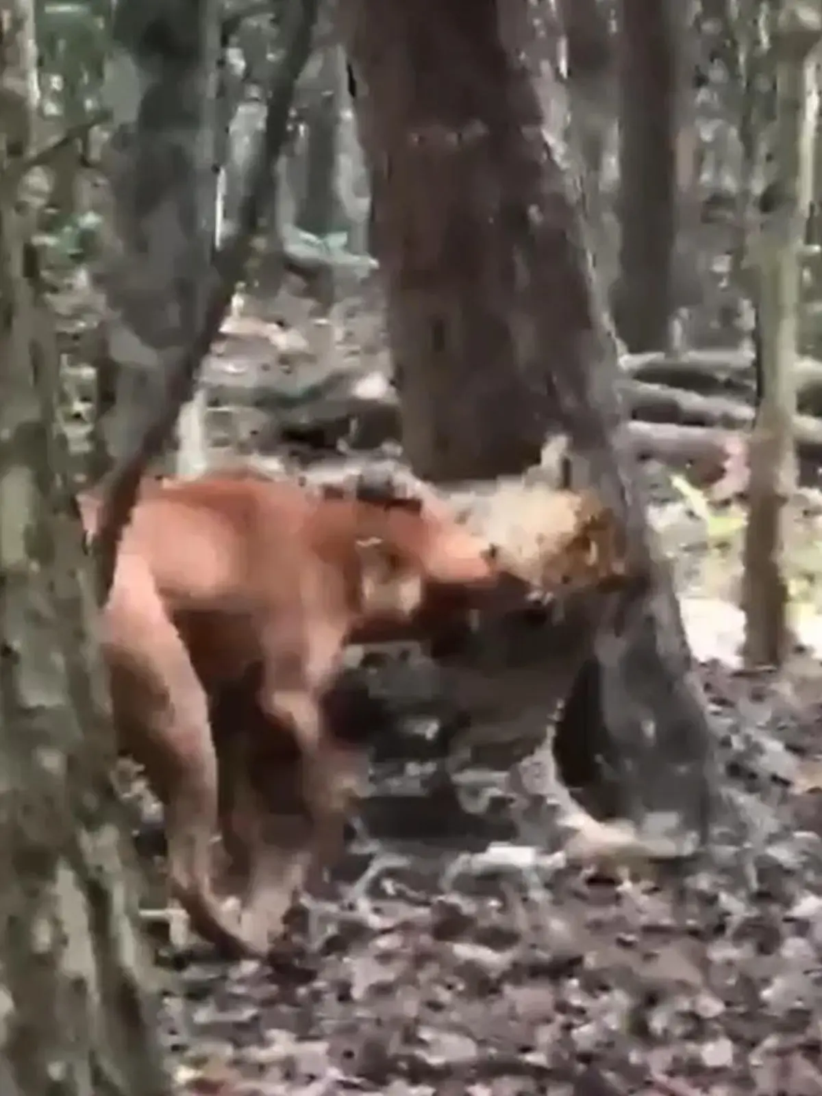 Bild zu: "Netter Versuch, Mieze! Hund kontert brutalen Leoparden-Angriff"