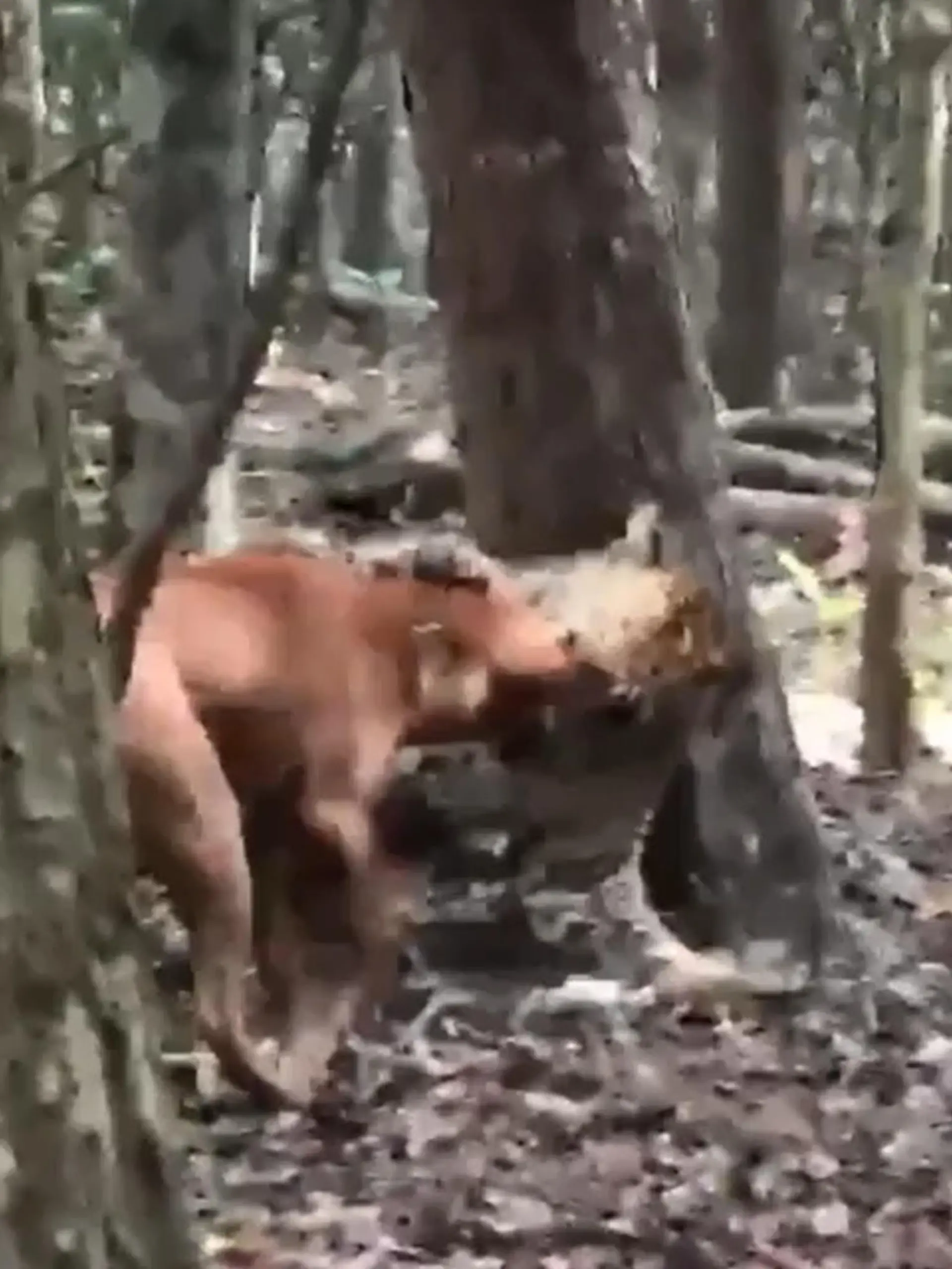 Bild zu: "Netter Versuch, Mieze! Hund kontert brutalen Leoparden-Angriff"