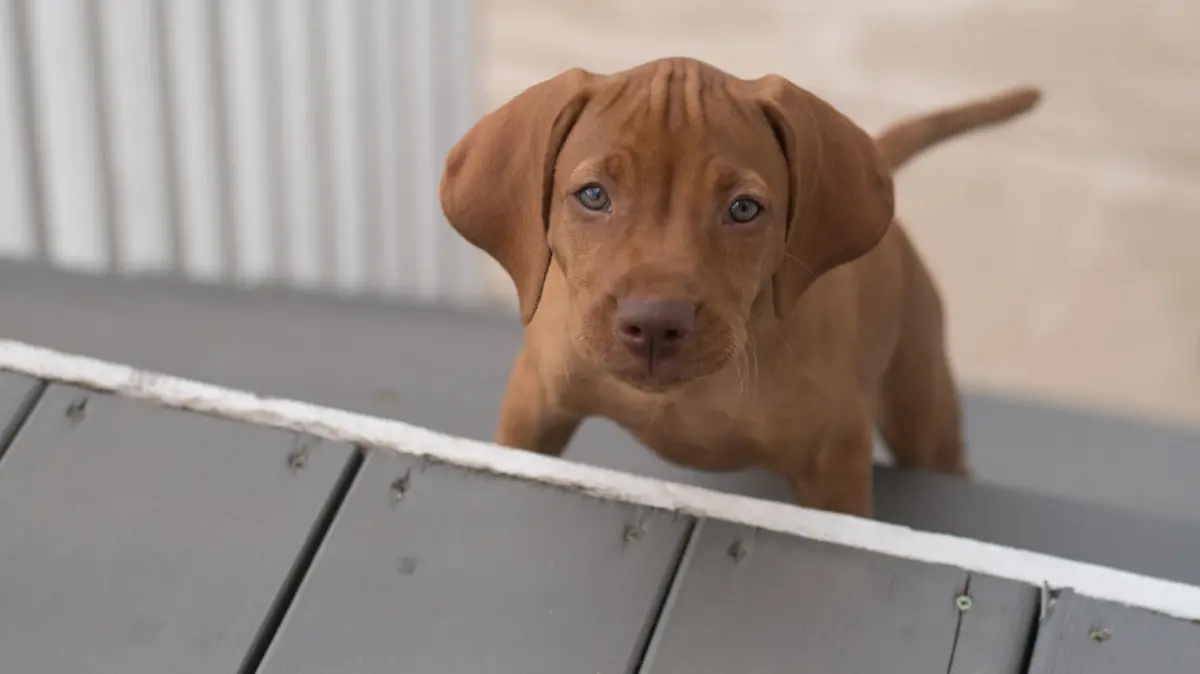 9 week old rust brown Vizsla female puppy climbing stairs