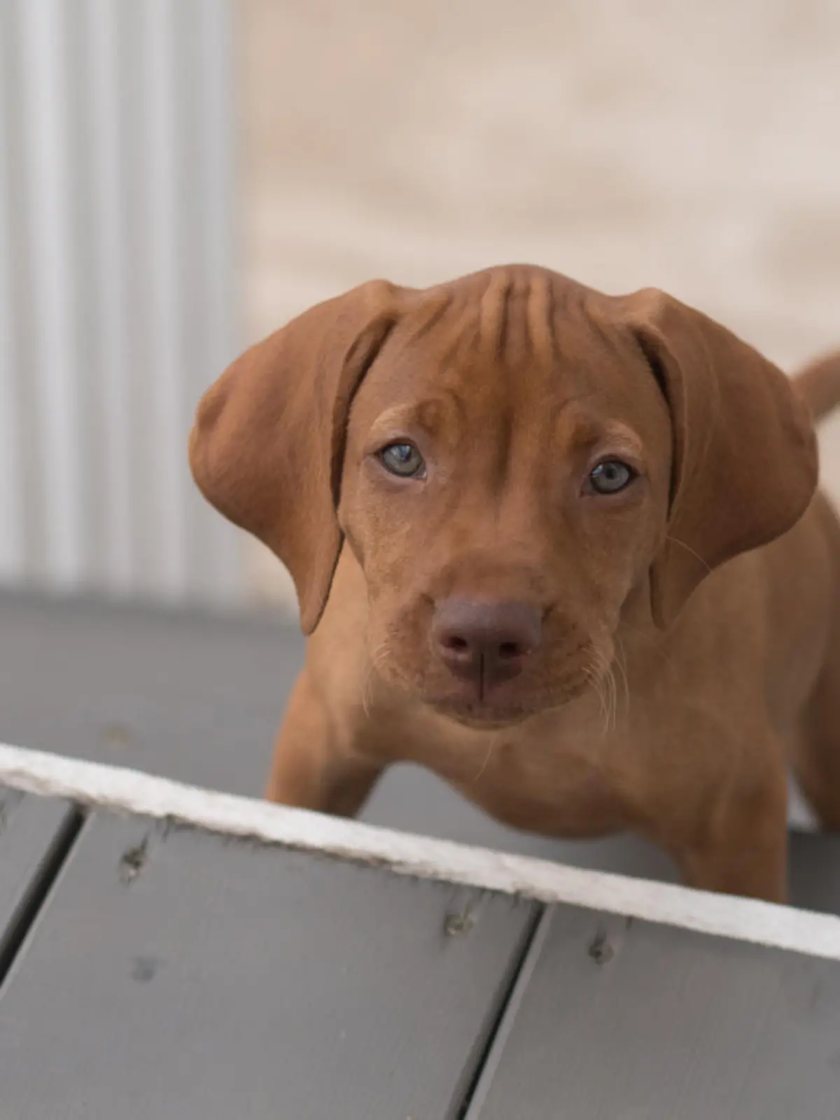 9 week old rust brown Vizsla female puppy climbing stairs