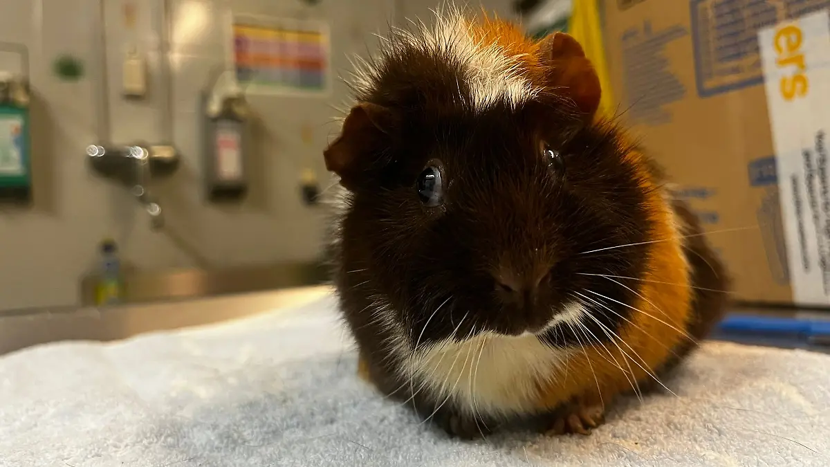 Meerschweinchen-Dame Betty wird im Zug von Hannover nach Bremen vergessen.