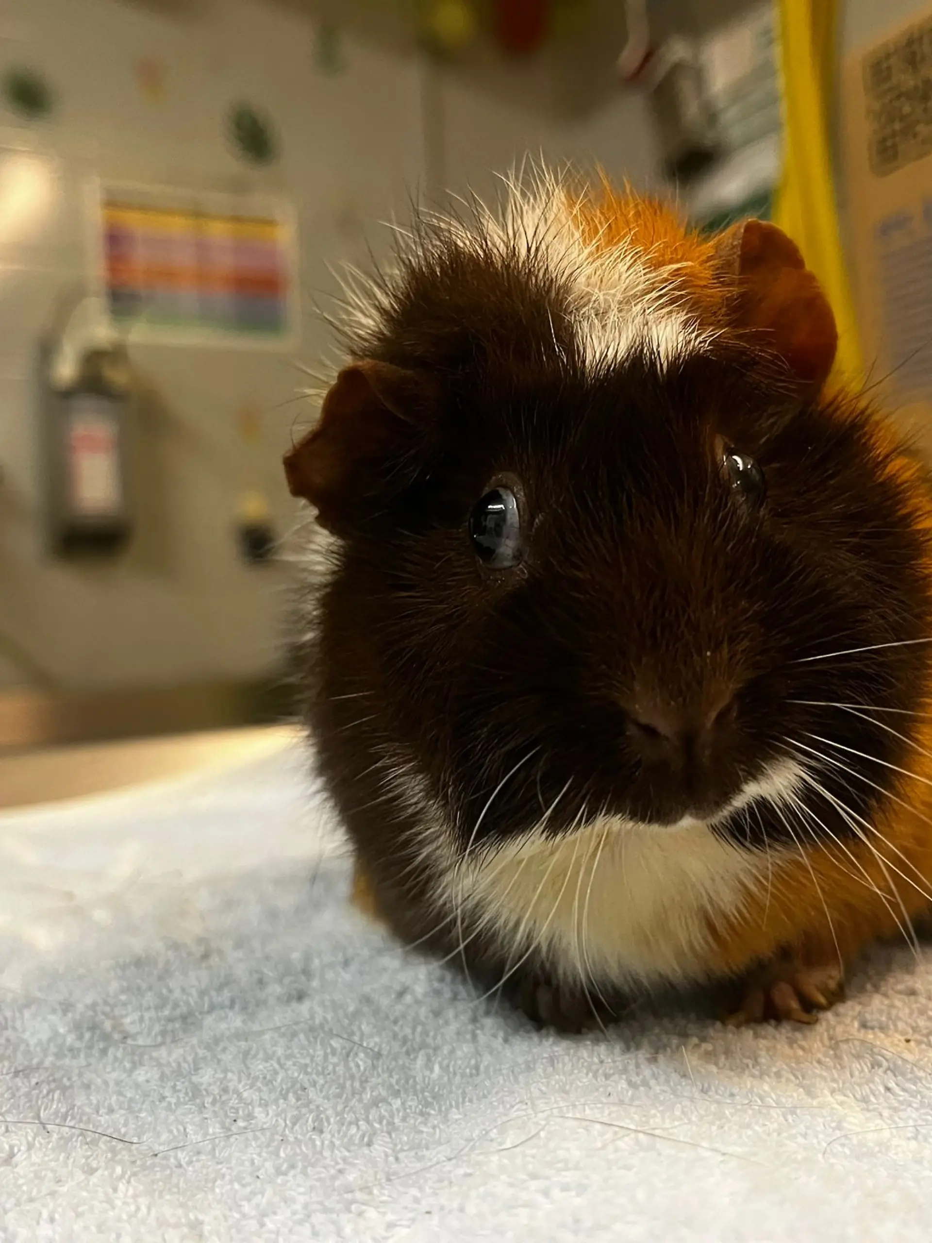 Bild zu: "Pure Absicht? Meerschweinchen fährt alleine Zug"