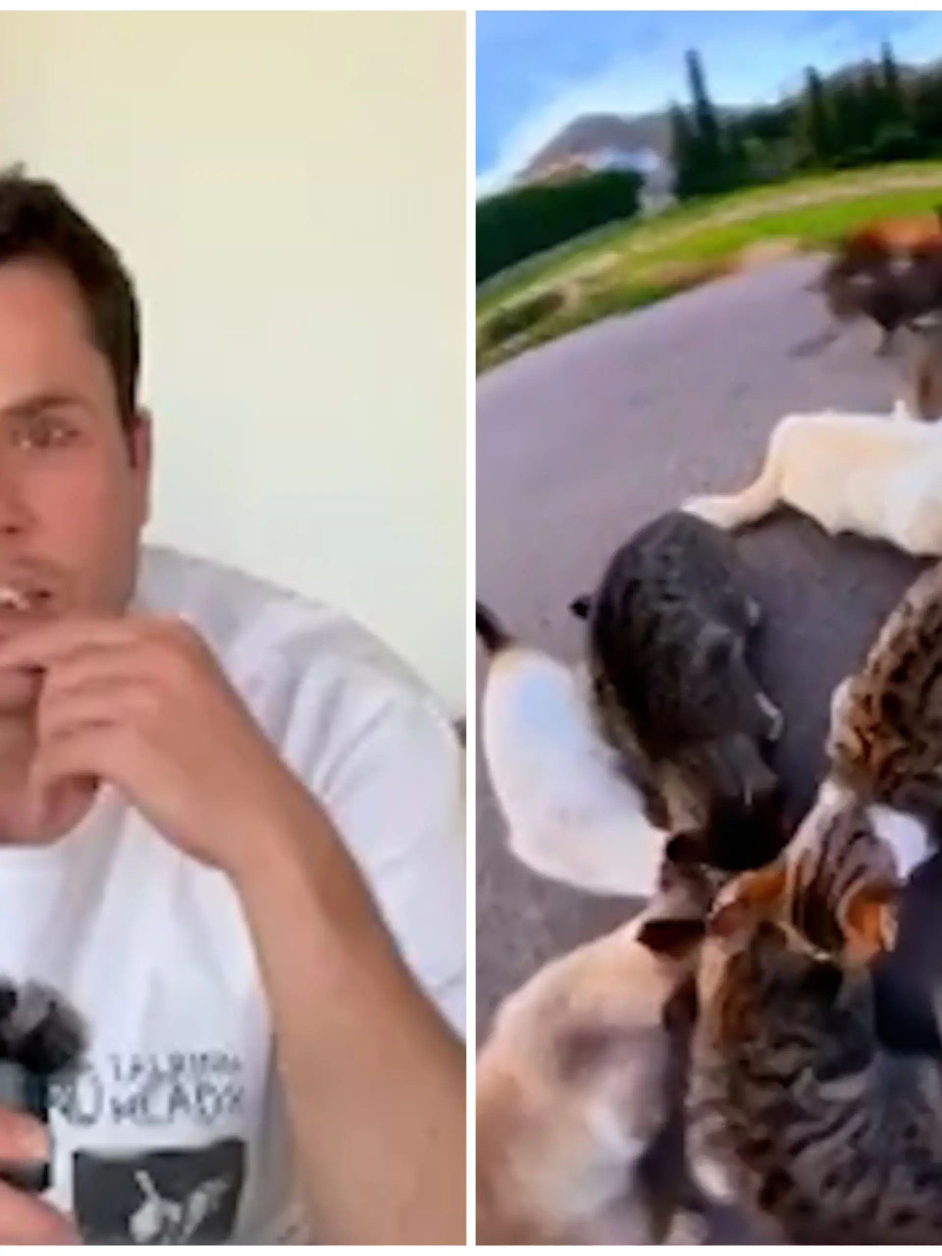 Fotokollage: Links Sam Kinnear, rechts Katzen, die sich um Futternäpfe versammeln
