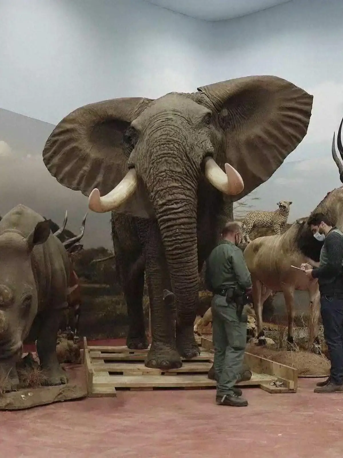 Nashorn, Elefant, Leopard und andere Tiere werden von Polizisten begutachtet