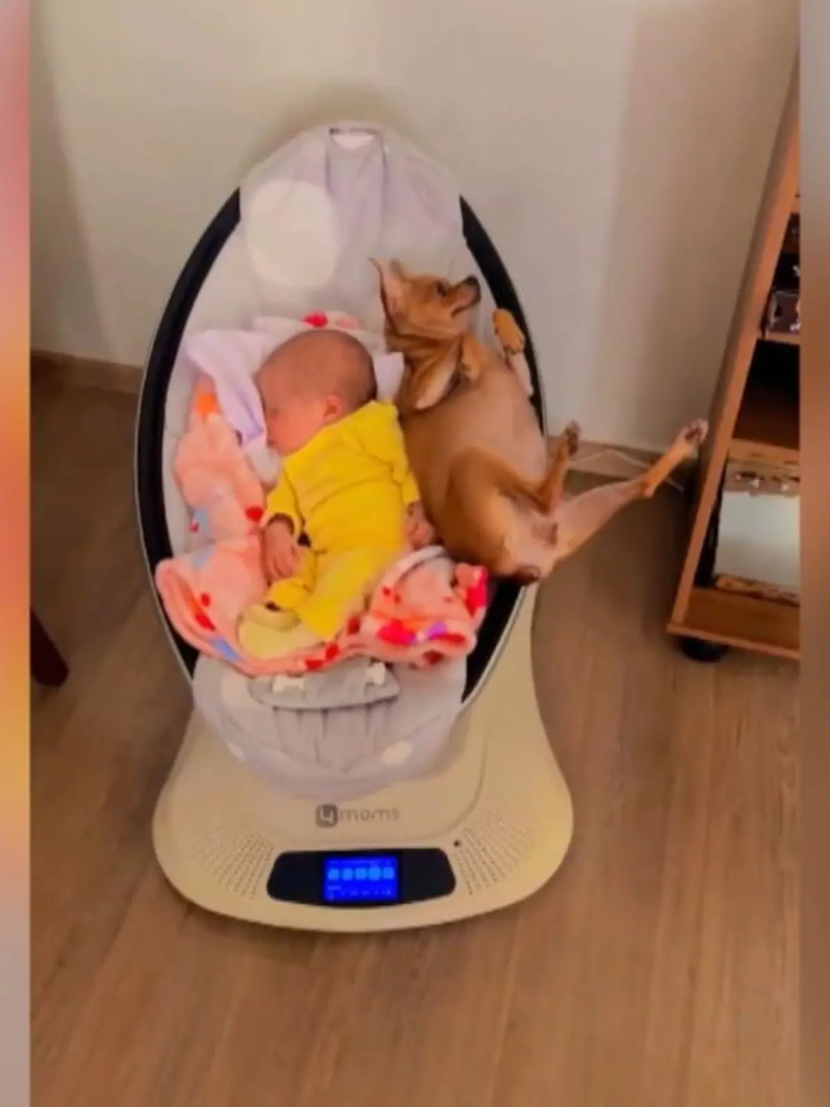 Was für's Baby gut ist, muss doch auch für Hunde toll sein - scheint sich dieser Chihuaha zu denken. Auch, wenn er scheinbar nicht so richtig weiß, wo er da gelandet ist.