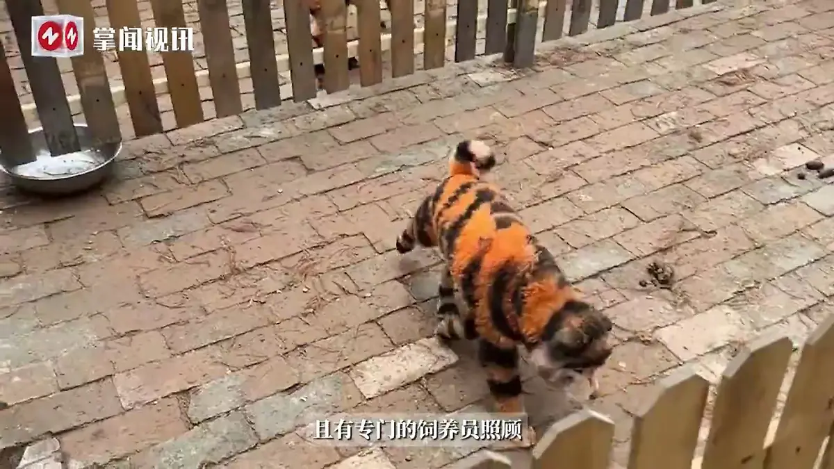 In einem chinesischen Zoo wurden Hunde wie Tiger angemalt